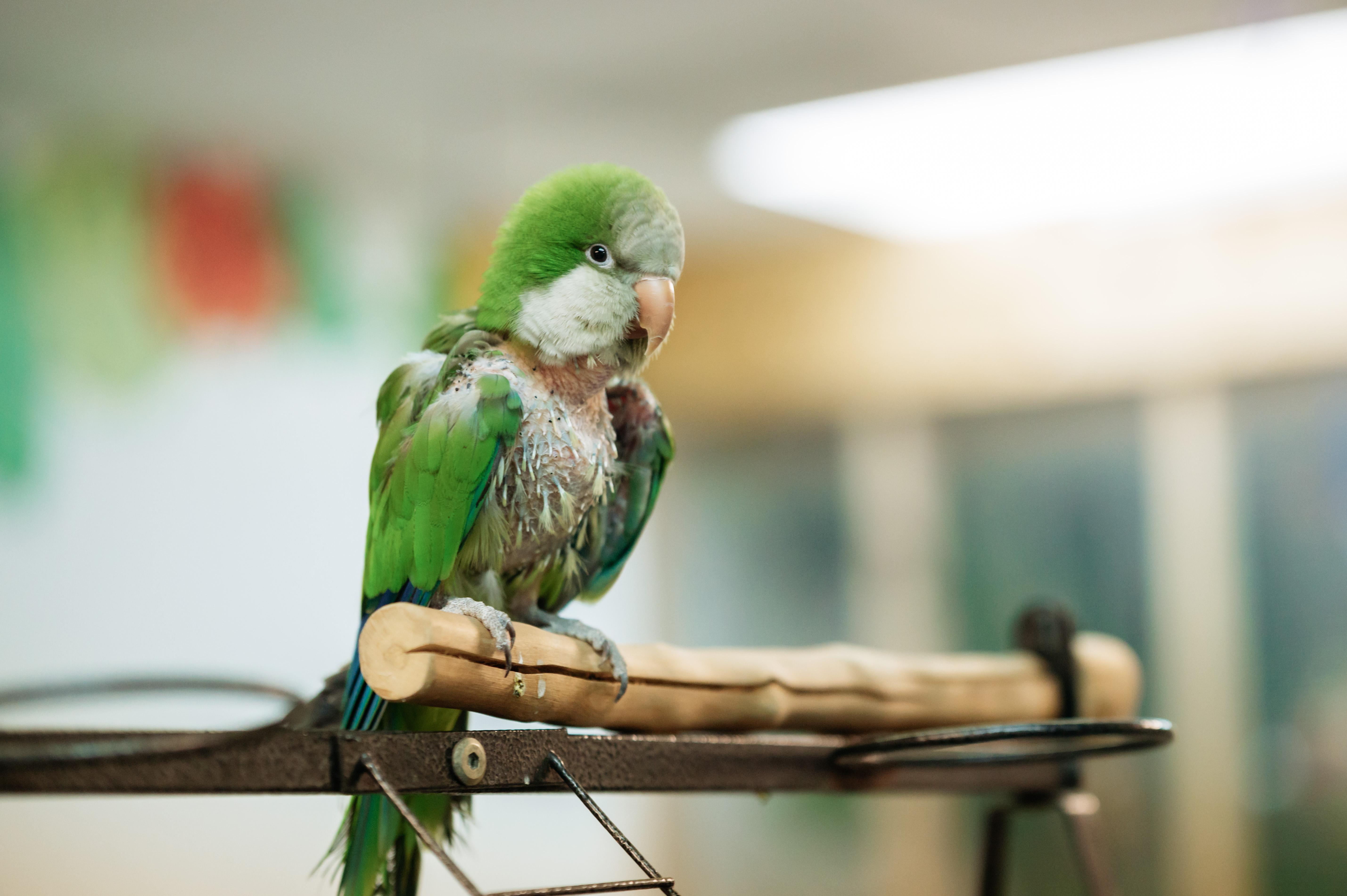 Enlarge Sanderson, a Adoptable Quaker Parakeet in Punta Gorda, FL image 2/6