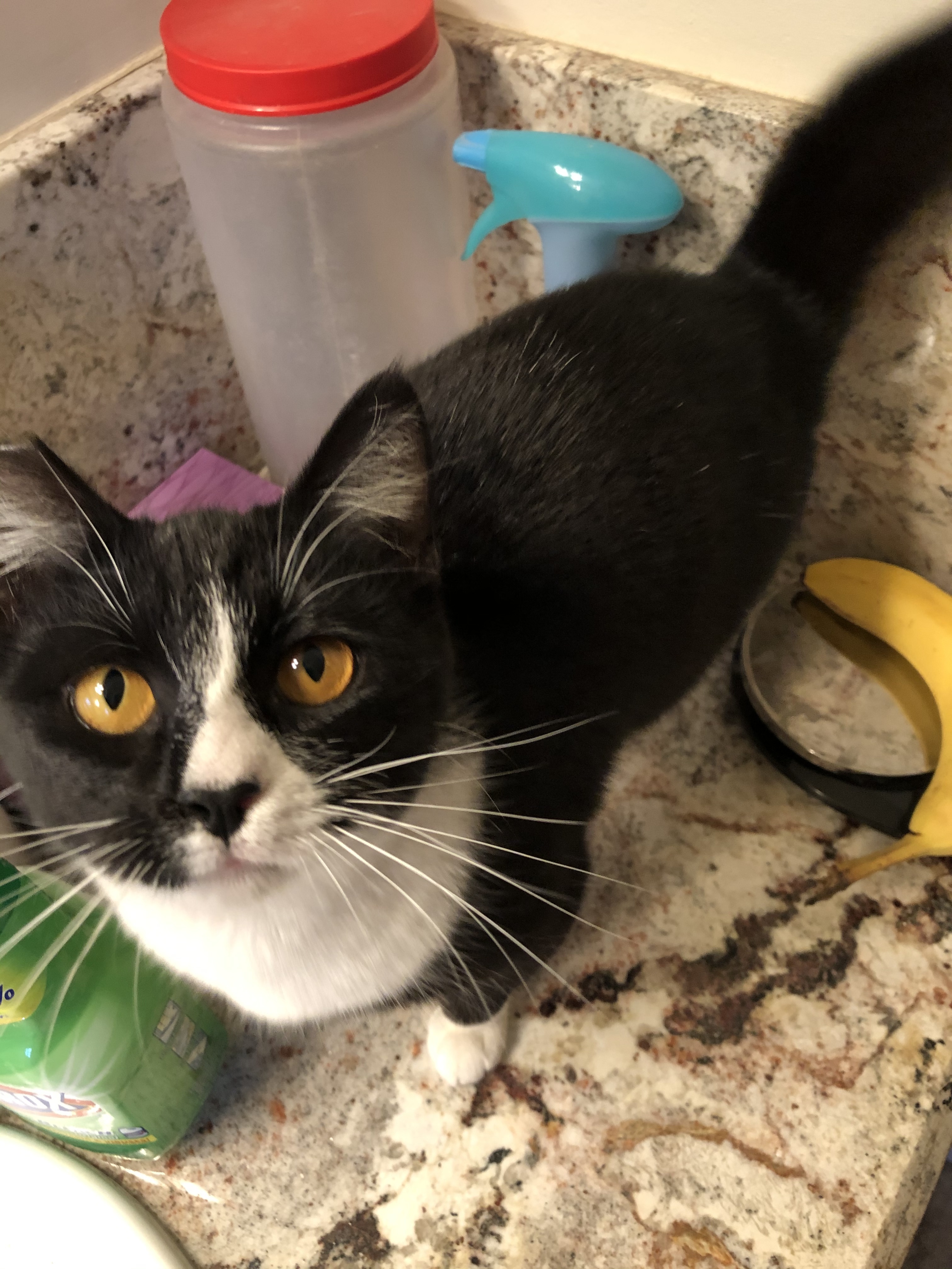 Venus, a Adoptable mixed breed in Fresno, CA image 1/6