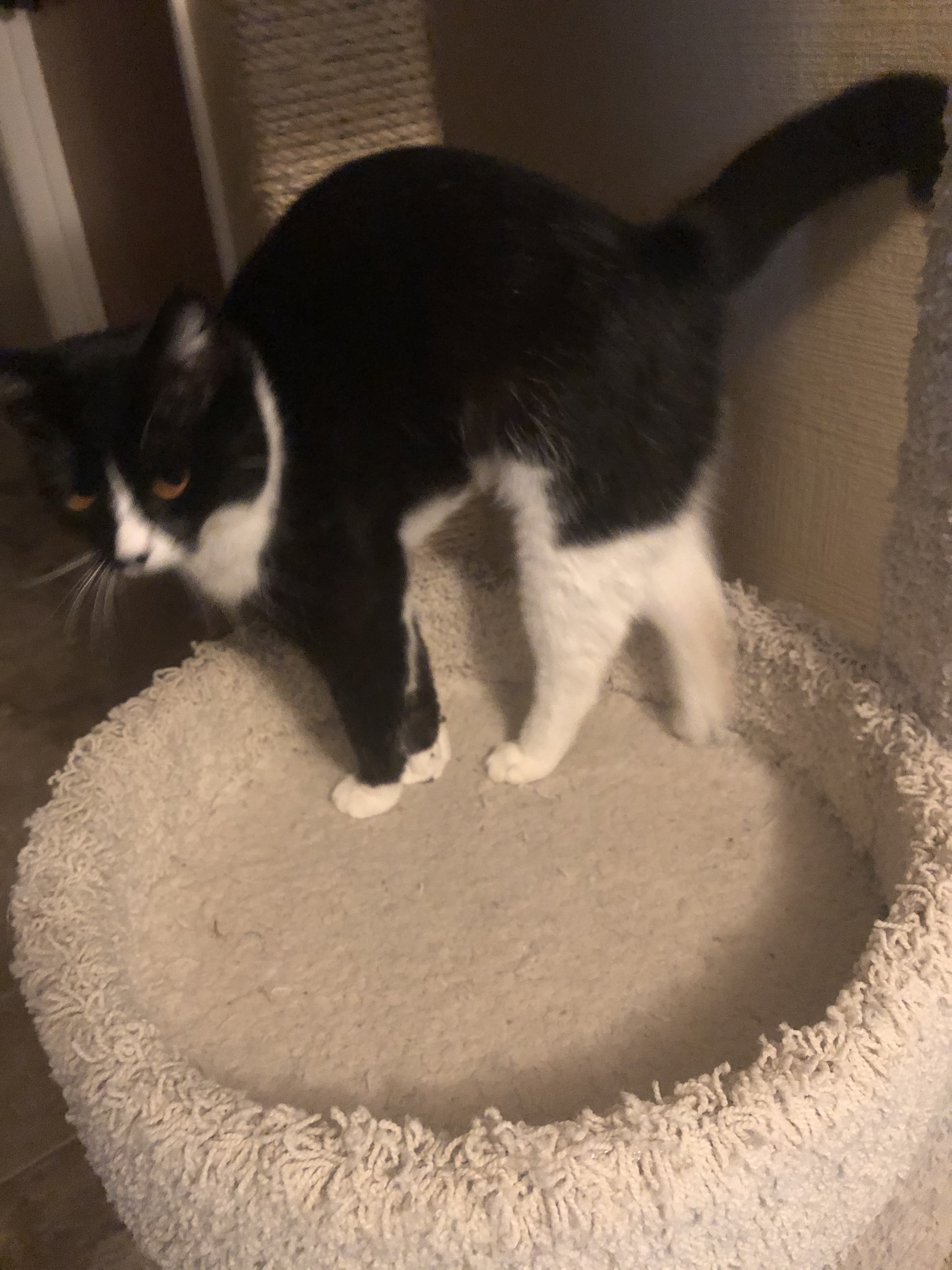 Venus, a Adoptable mixed breed in Fresno, CA image 2/6