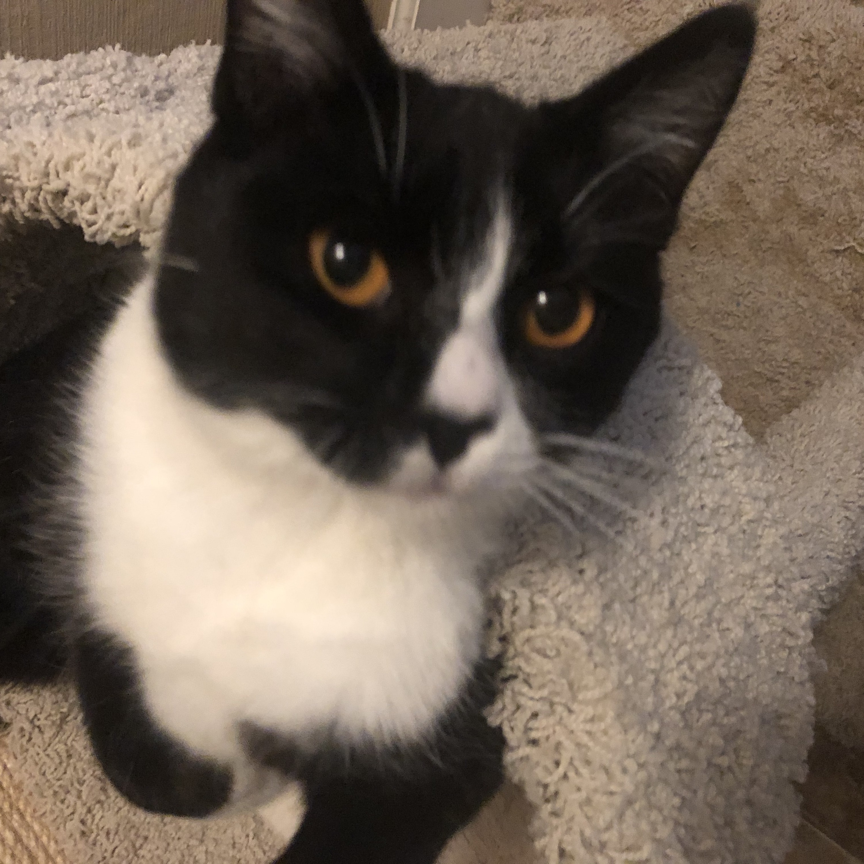 Venus, a Adoptable mixed breed in Fresno, CA image 3/6