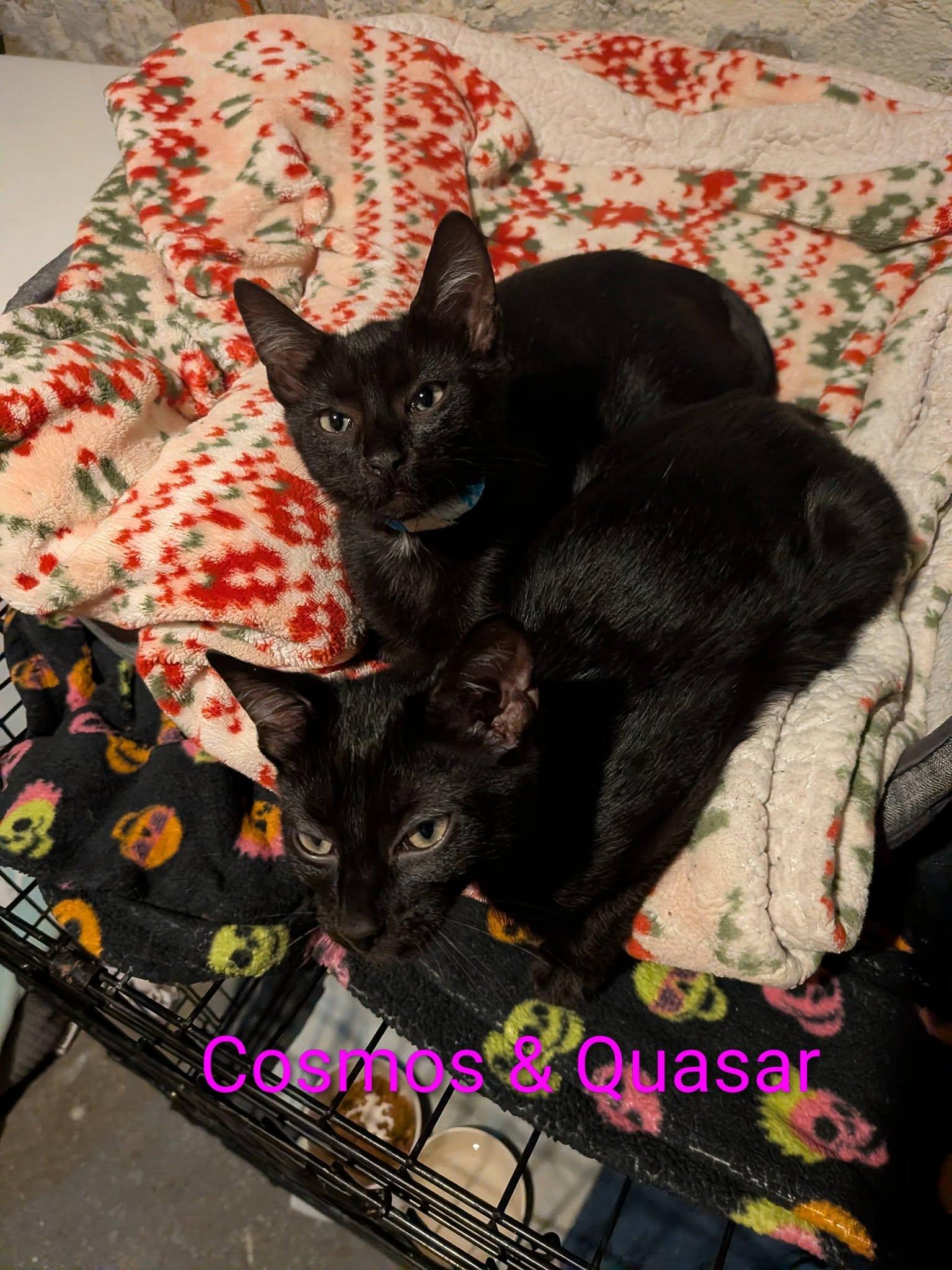 Enlarge Cosmos, a ADOPTABLE Domestic Short Hair in Elgin, IL image 3/5