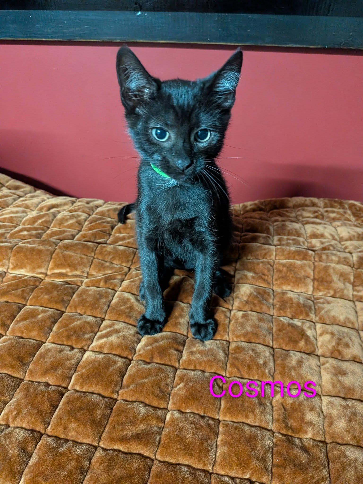Enlarge Cosmos, a ADOPTABLE Domestic Short Hair in Elgin, IL image 5/5