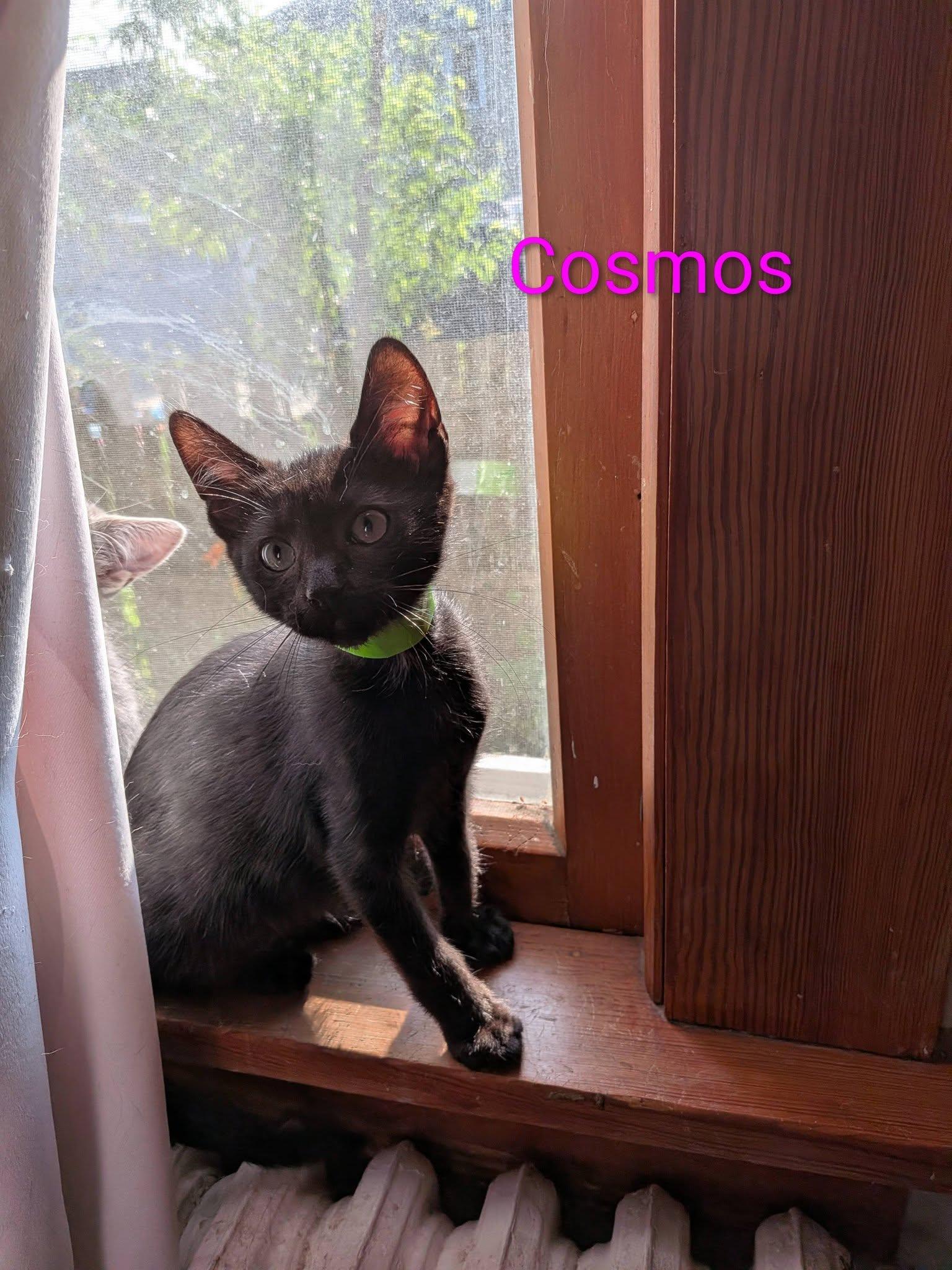 Enlarge Cosmos, a ADOPTABLE Domestic Short Hair in Elgin, IL image 2/5