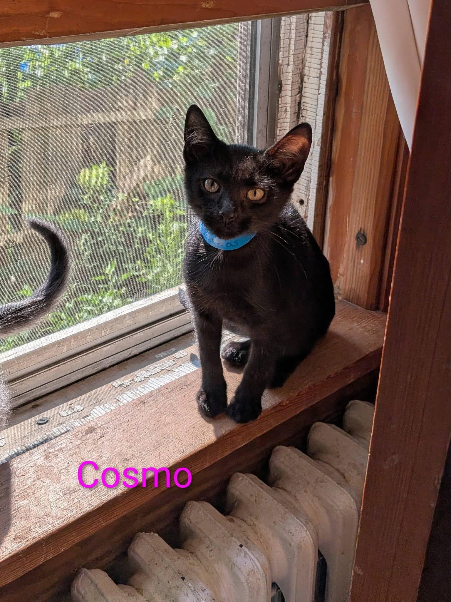 Enlarge Cosmos, a ADOPTABLE Domestic Short Hair in Elgin, IL image 1/5