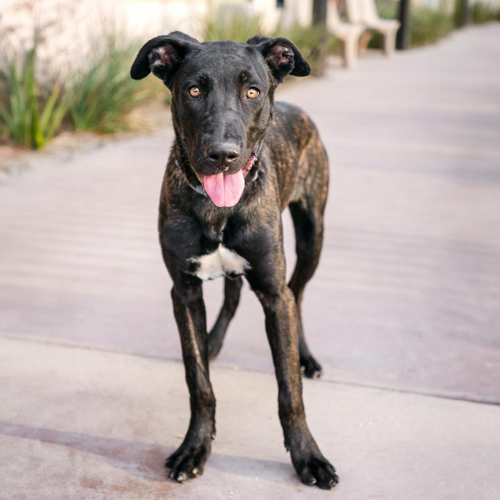 Enlarge Cruz, a Adoptable mixed breed in Riverside, CA image 2/3