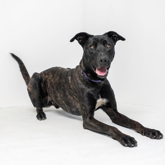 Enlarge Cruz, a Adoptable mixed breed in Riverside, CA image 3/3