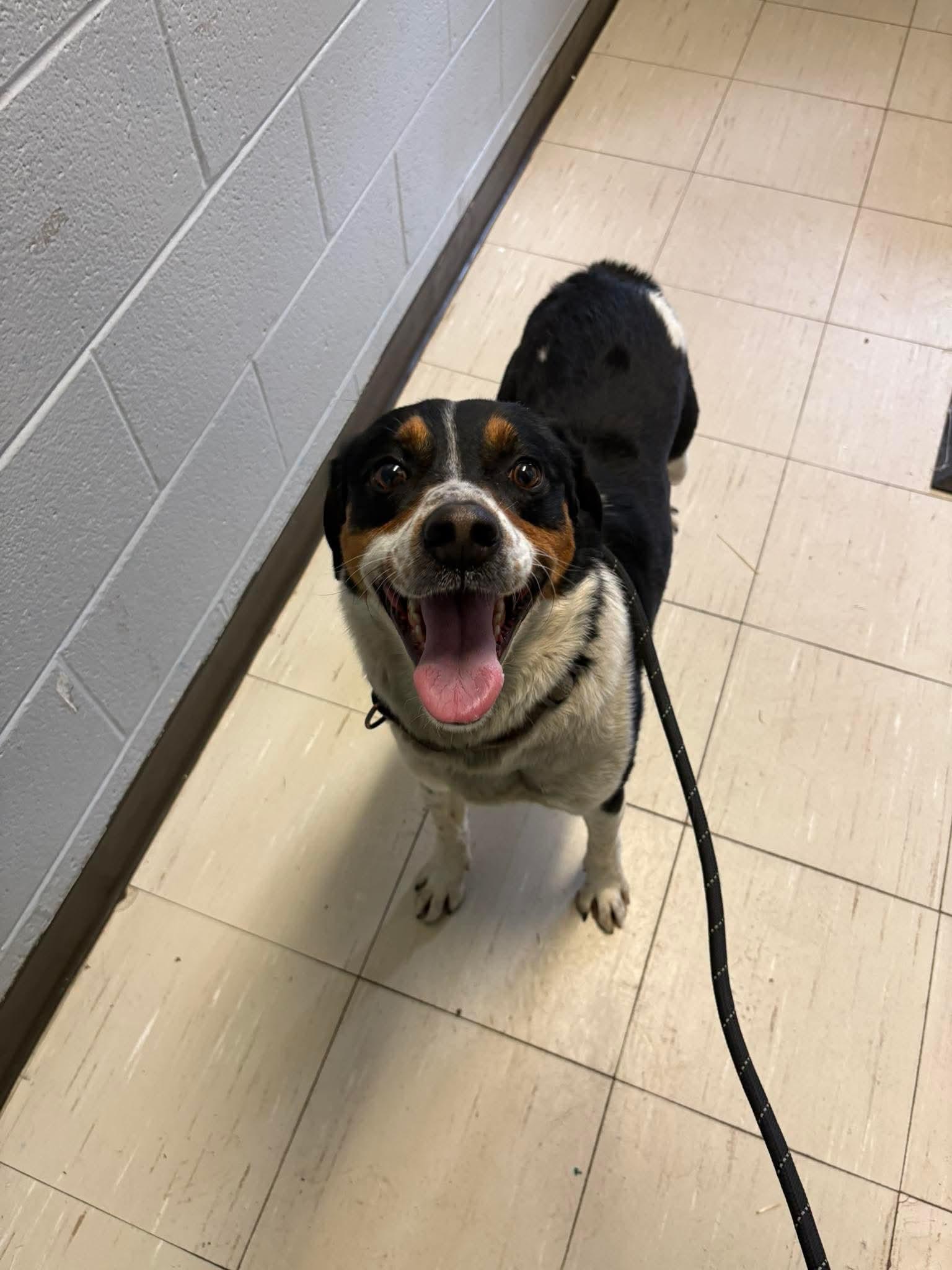 Enlarge Lenny, a Adoptable mixed breed in Hermitage, PA image 1/1