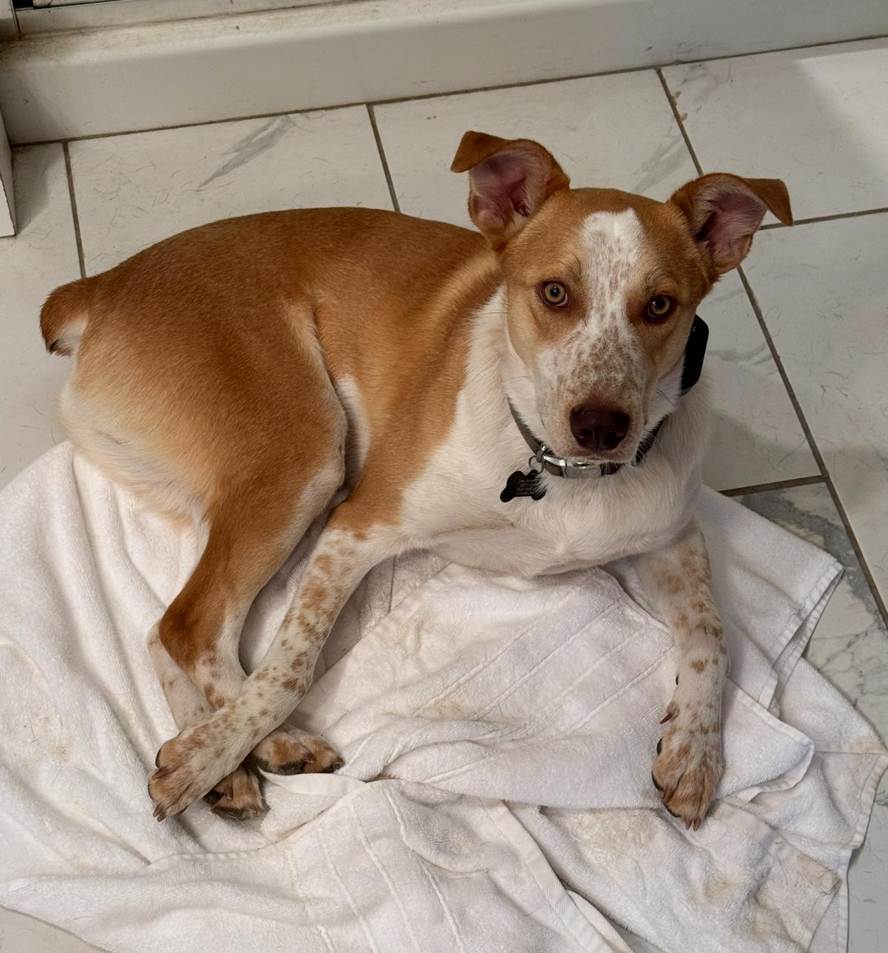 Skipper, Adoptable, Young Male Australian Cattle Dog / Blue Heeler.