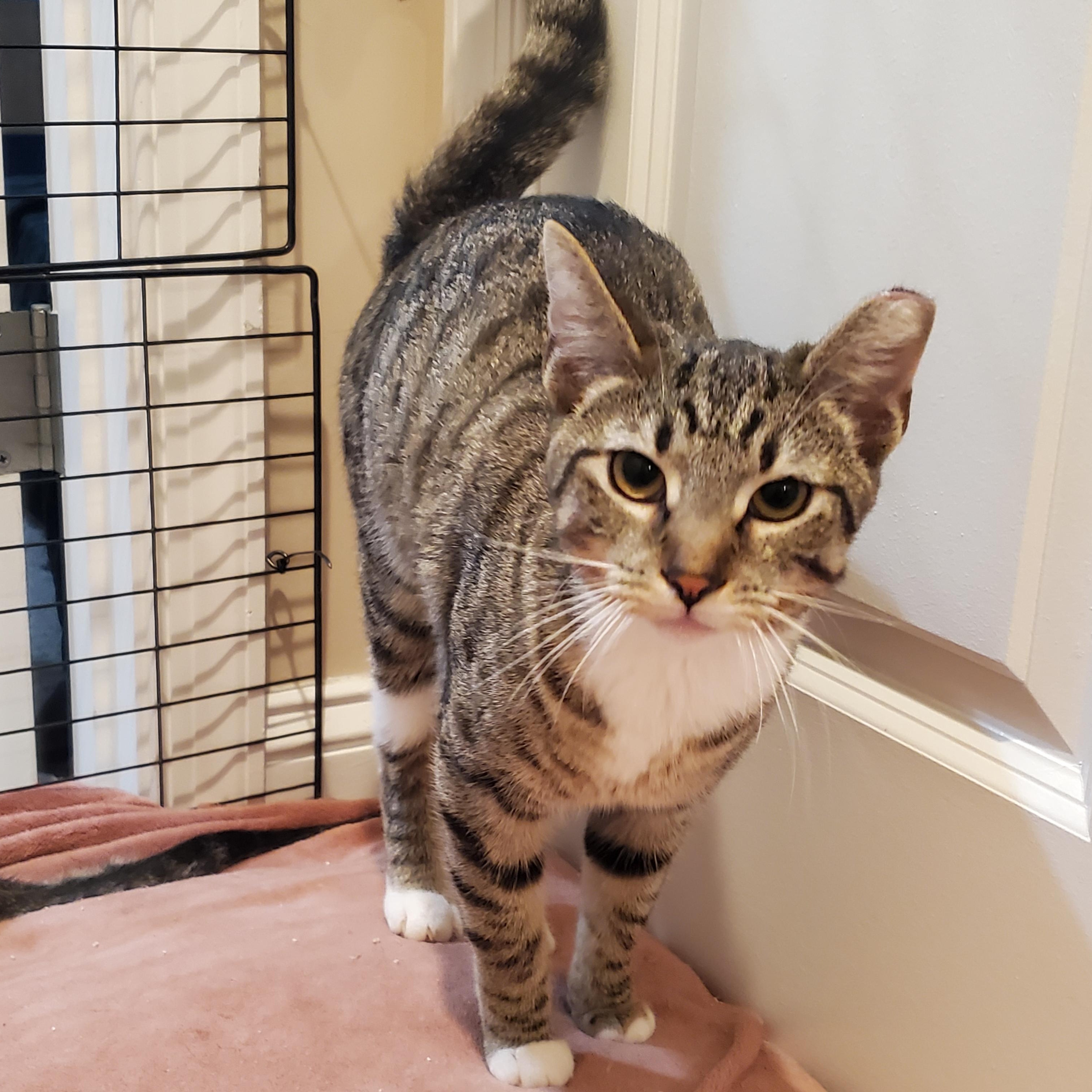 Enlarge Tulip, a Adoptable mixed breed in Baltimore, MD image 2/2