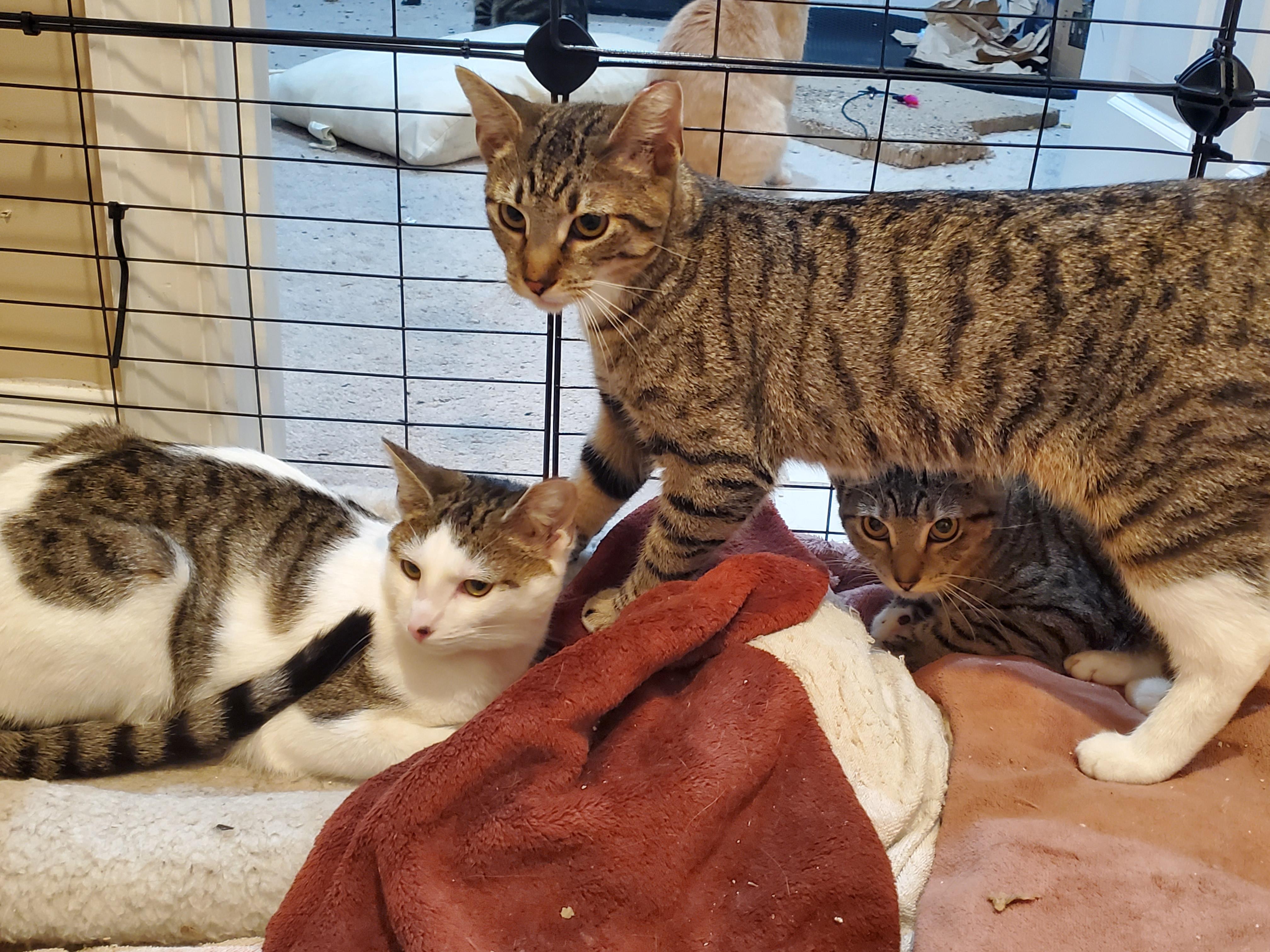 Enlarge Tulip, a Adoptable mixed breed in Baltimore, MD image 1/2