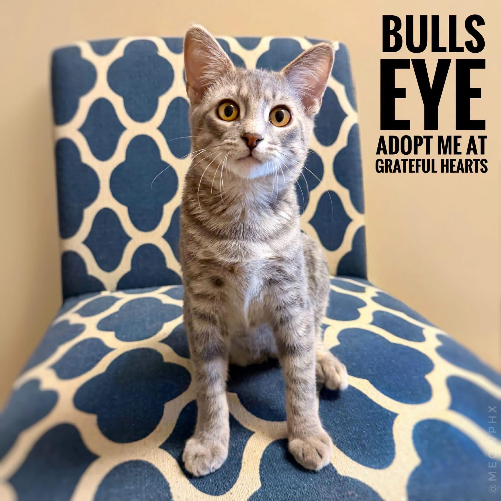 Bullseye, adoptable, Kitten Male Domestic Short Hair.