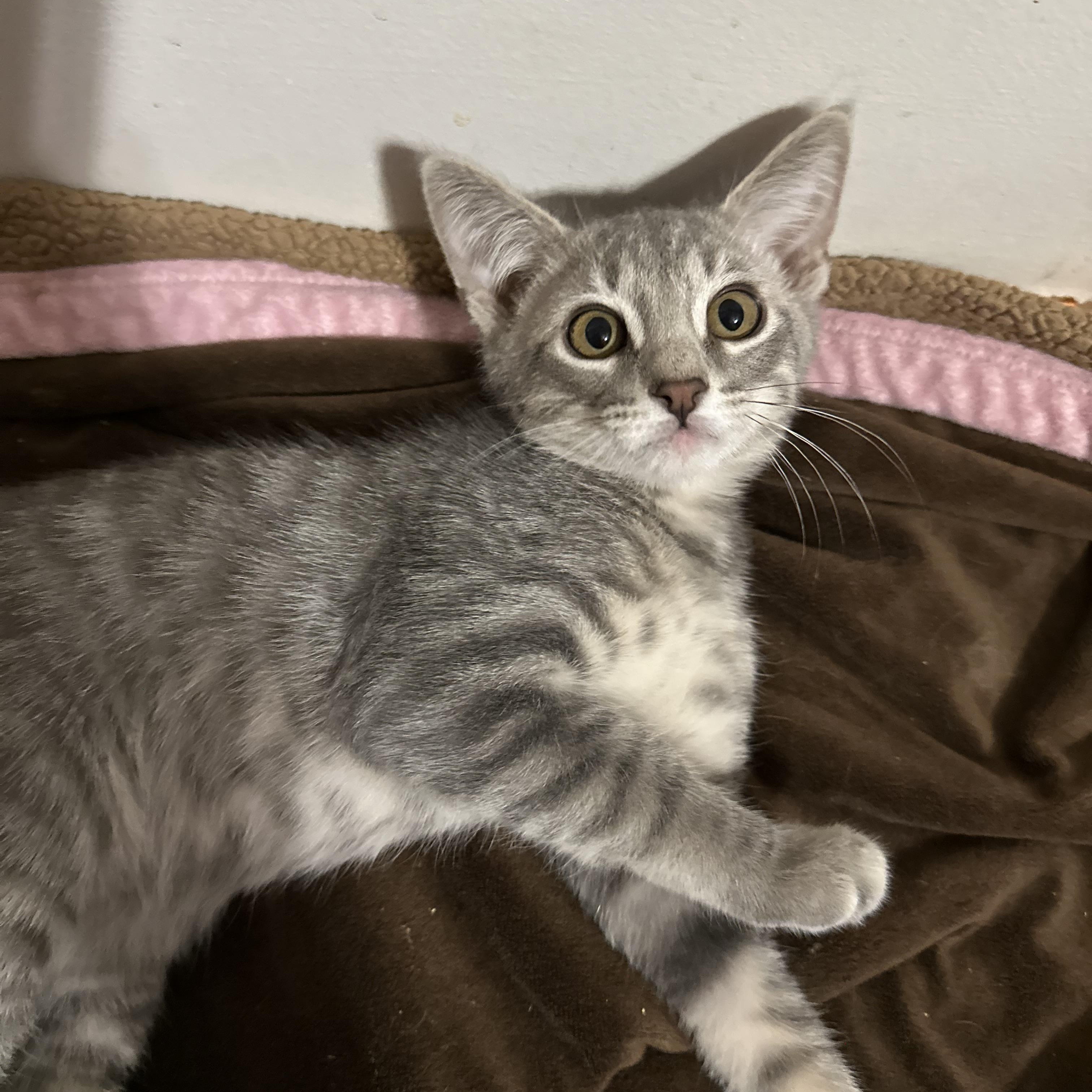 Bullseye, a ADOPTABLE Domestic Short Hair in queen creek, AZ image 2/2