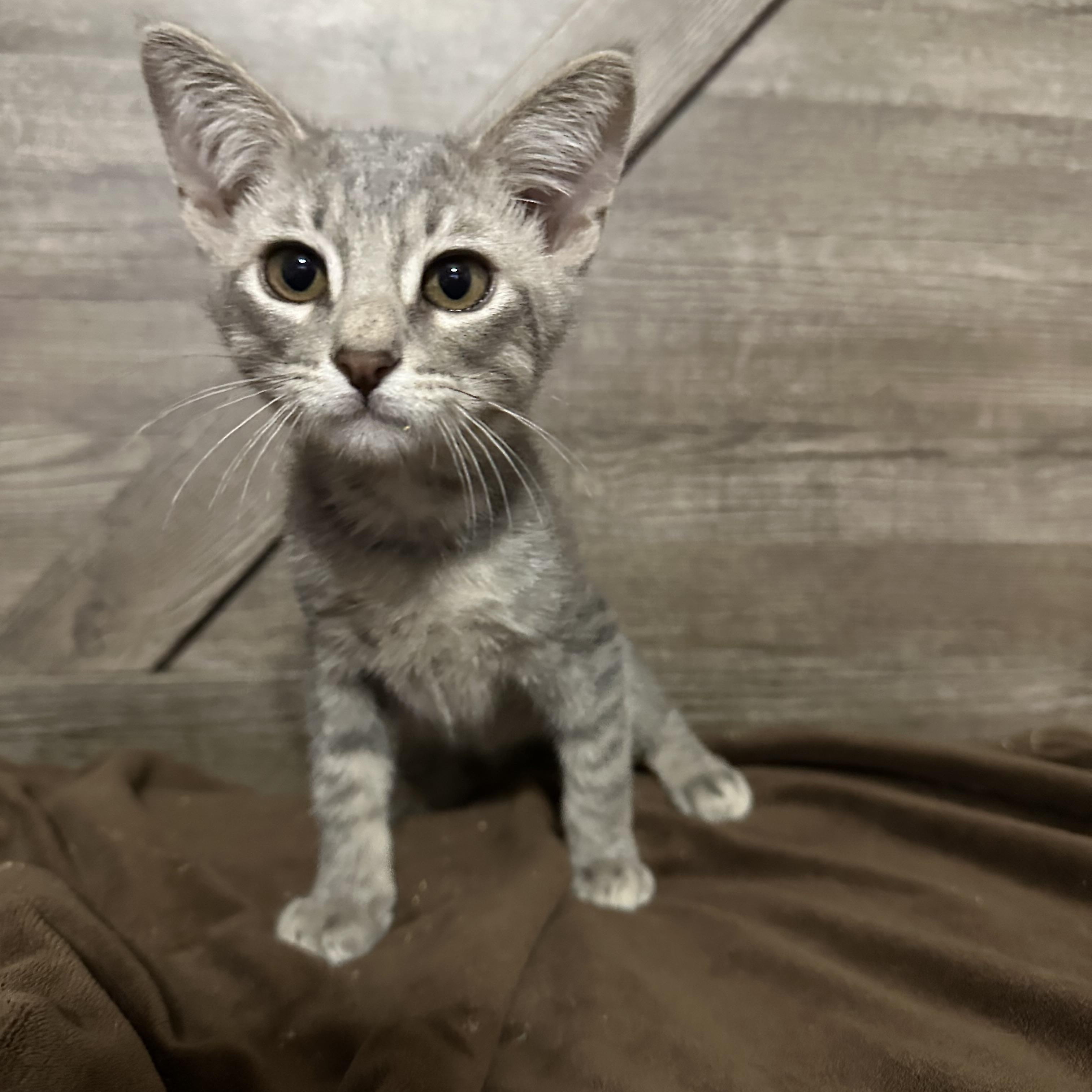 Bullseye, ADOPTABLE, Kitten Male Domestic Short Hair.