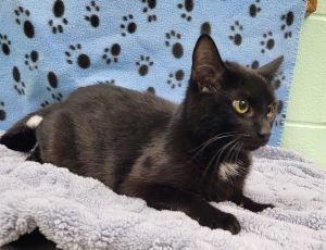 Micki, a ADOPTABLE Domestic Short Hair in Bucyrus, OH image 3/3