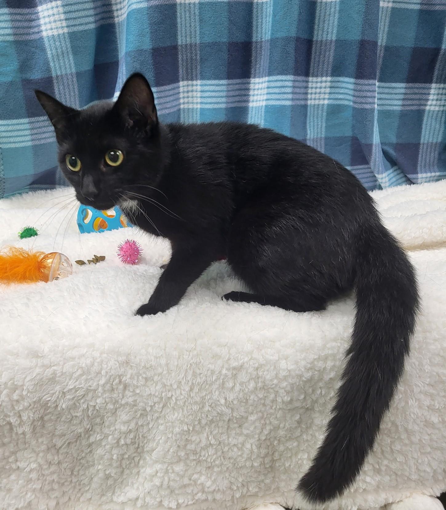 Micki, a ADOPTABLE Domestic Short Hair in Bucyrus, OH image 2/3