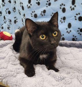 Micki, ADOPTABLE, Adult Female Domestic Short Hair.