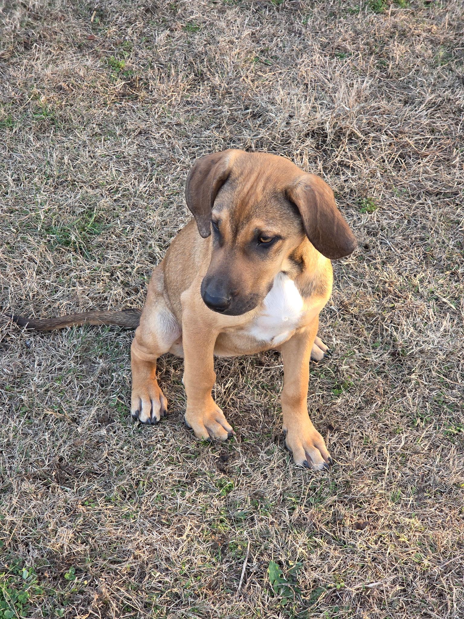 Stella, a ADOPTABLE mixed breed in Melbourne, AR image 1/4