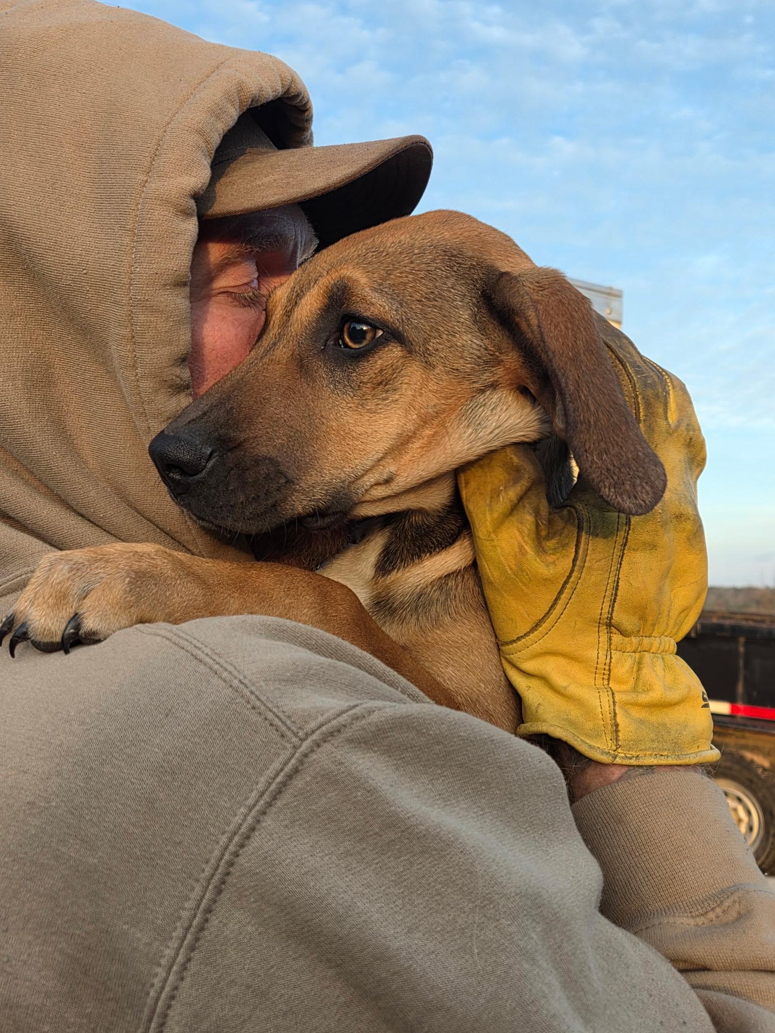 Stella, a ADOPTABLE mixed breed in Melbourne, AR image 2/4
