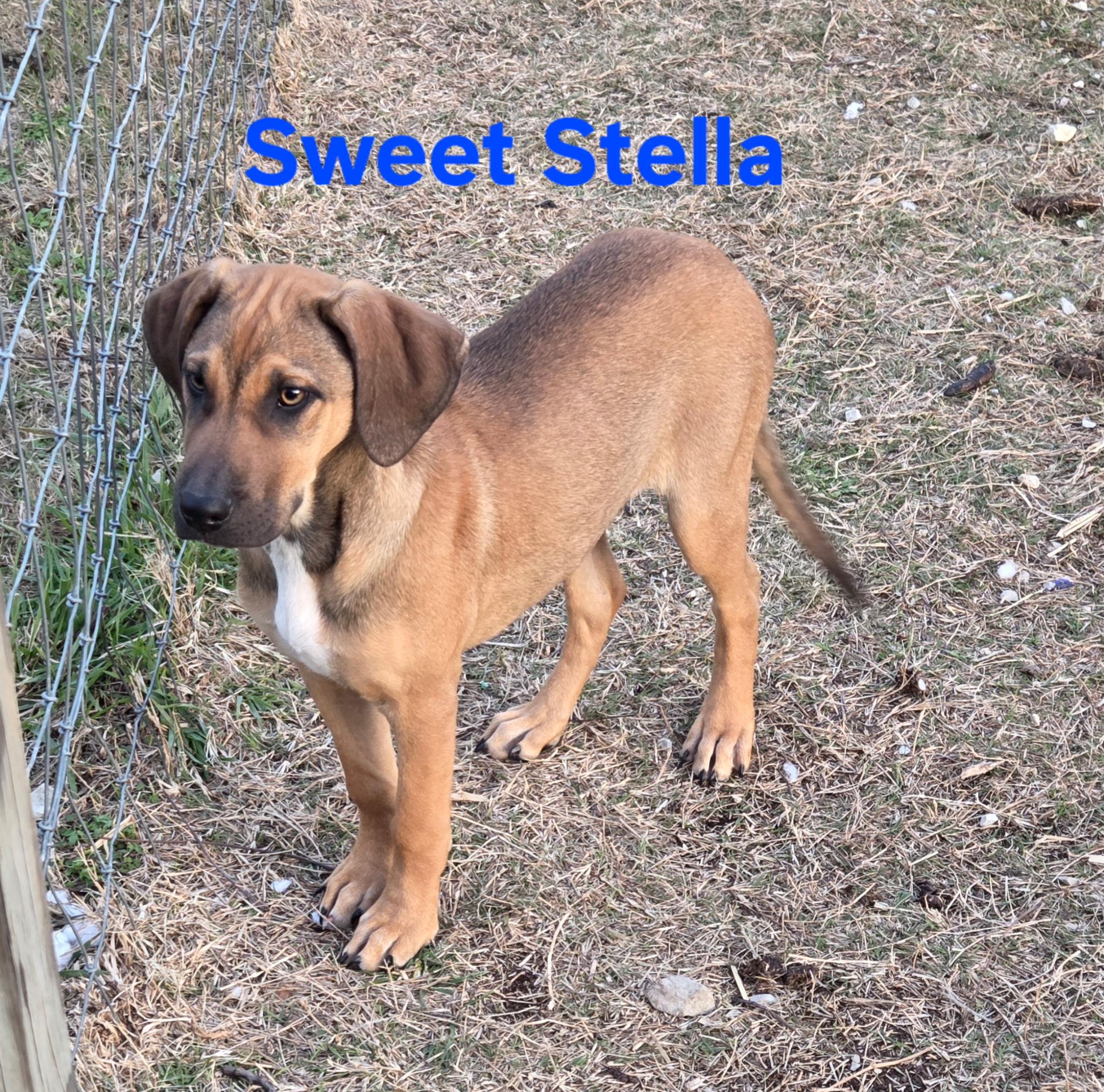 Stella, a ADOPTABLE mixed breed in Melbourne, AR image 3/4
