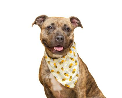 Felicia, Adoptable, Adult Female Pit Bull Terrier & Mixed Breed.