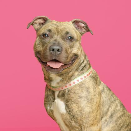 Enlarge Felicia, a Adoptable mixed breed in Mount Holly, NJ image 1/5