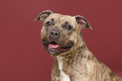 Enlarge Felicia, a Adoptable mixed breed in Mount Holly, NJ image 2/3