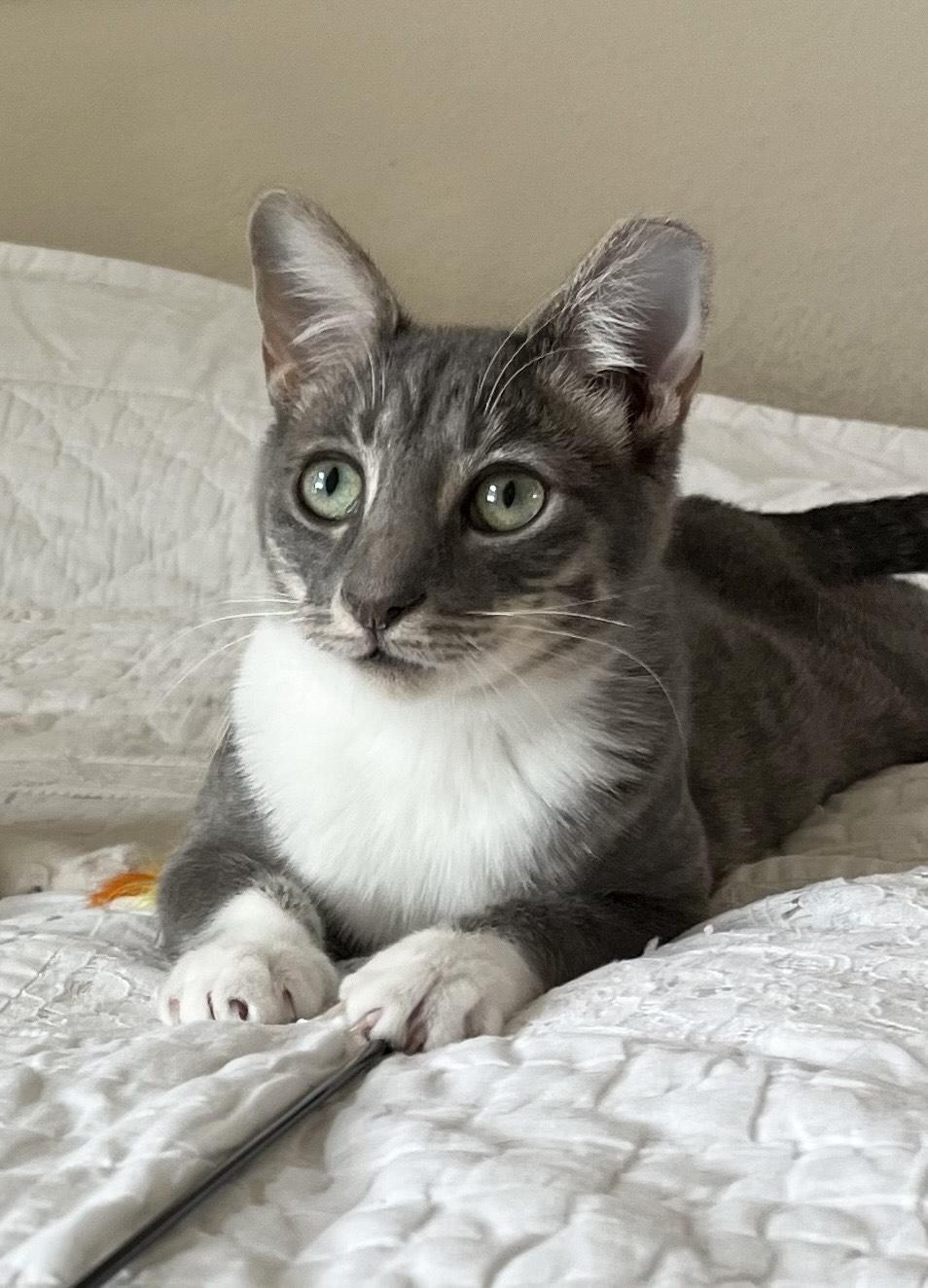 Enlarge Lando, a Adopted Domestic Short Hair in Albuquerque, NM image 1/2