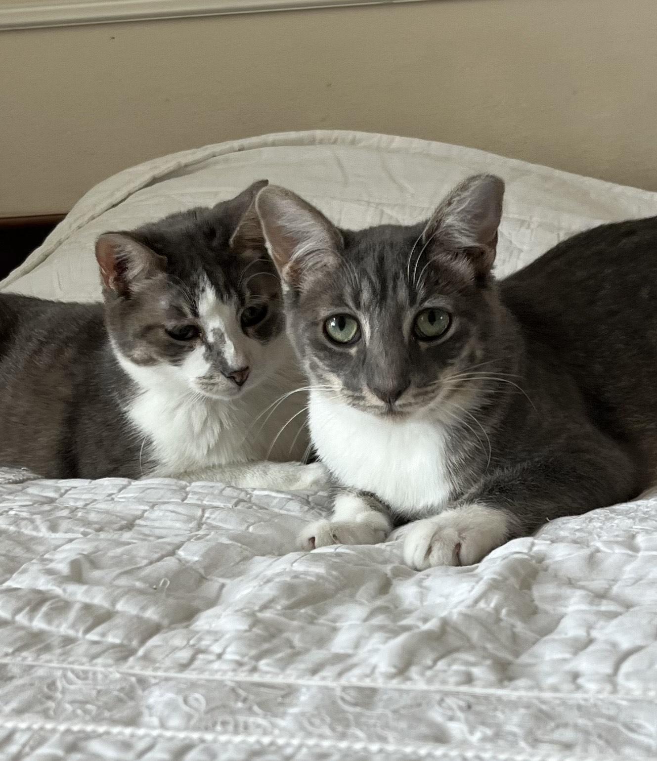 Enlarge Lando, a Adopted Domestic Short Hair in Albuquerque, NM image 2/2