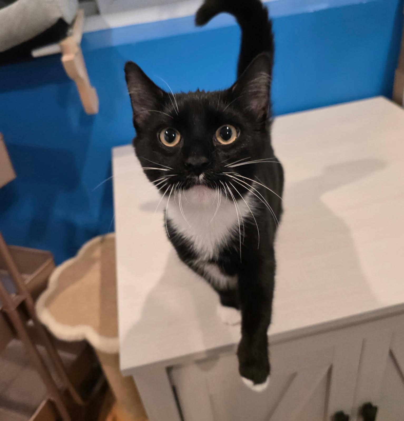 Oreo, Adoptable, Kitten Female Domestic Short Hair.