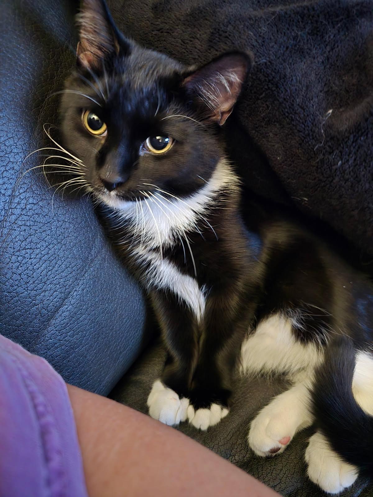 Enlarge Oreo, a Adoptable Domestic Short Hair in Melrose, MA image 3/3