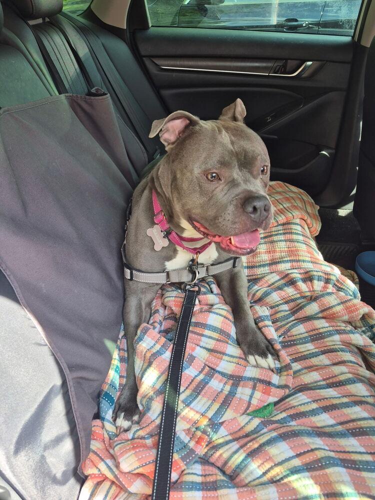 Harley FOSTER OR ADOPT, Adoptable, Young Female Pit Bull Terrier.