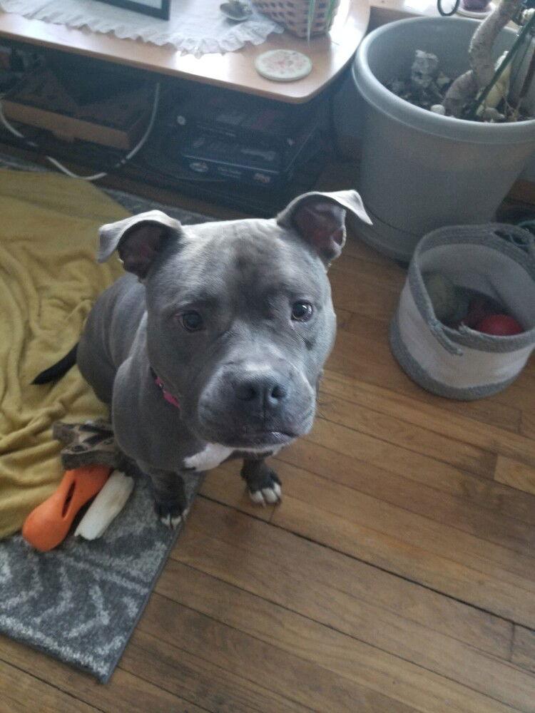 Harley, a Adoptable Pit Bull Terrier in Caldwell, NJ image 1/3