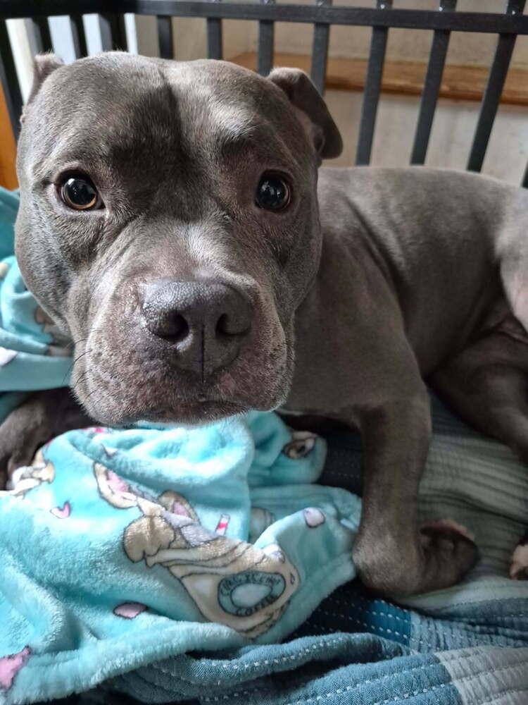 Enlarge Harley, a Adoptable Pit Bull Terrier in Caldwell, NJ image 1/3