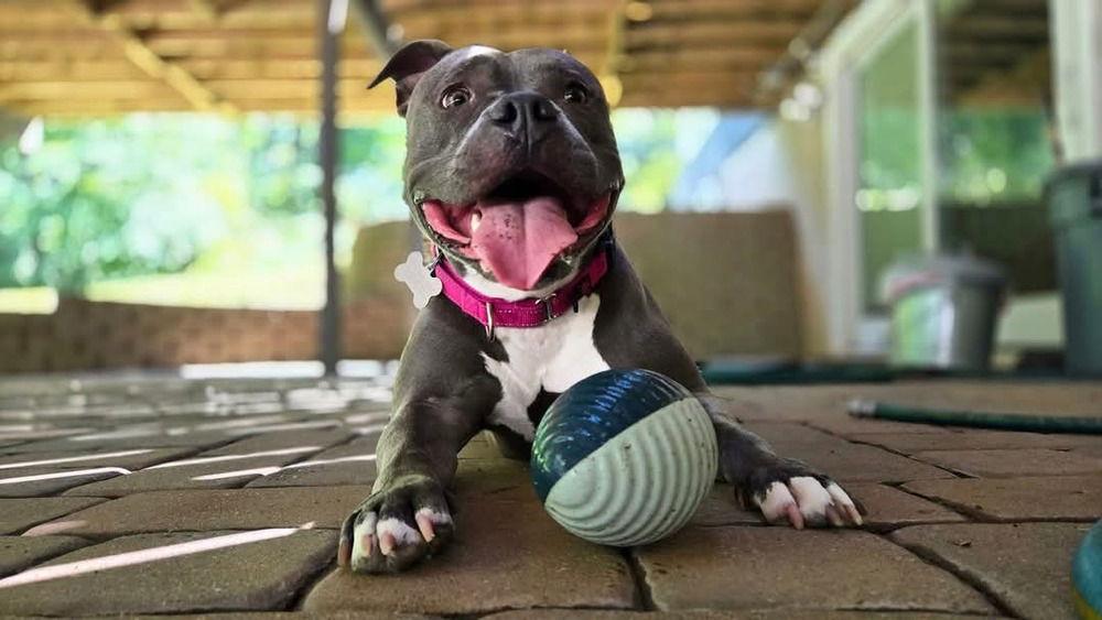Enlarge Harley, a Adoptable Pit Bull Terrier in Caldwell, NJ image 4/6