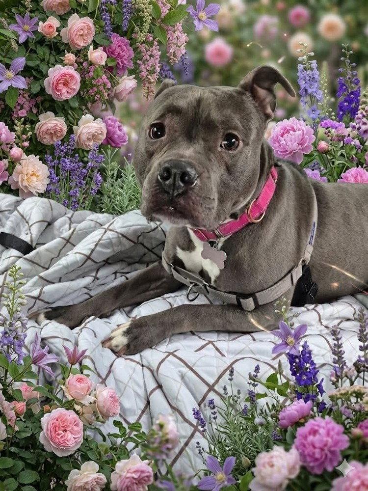 Enlarge Harley, a Adoptable Pit Bull Terrier in Caldwell, NJ image 1/3