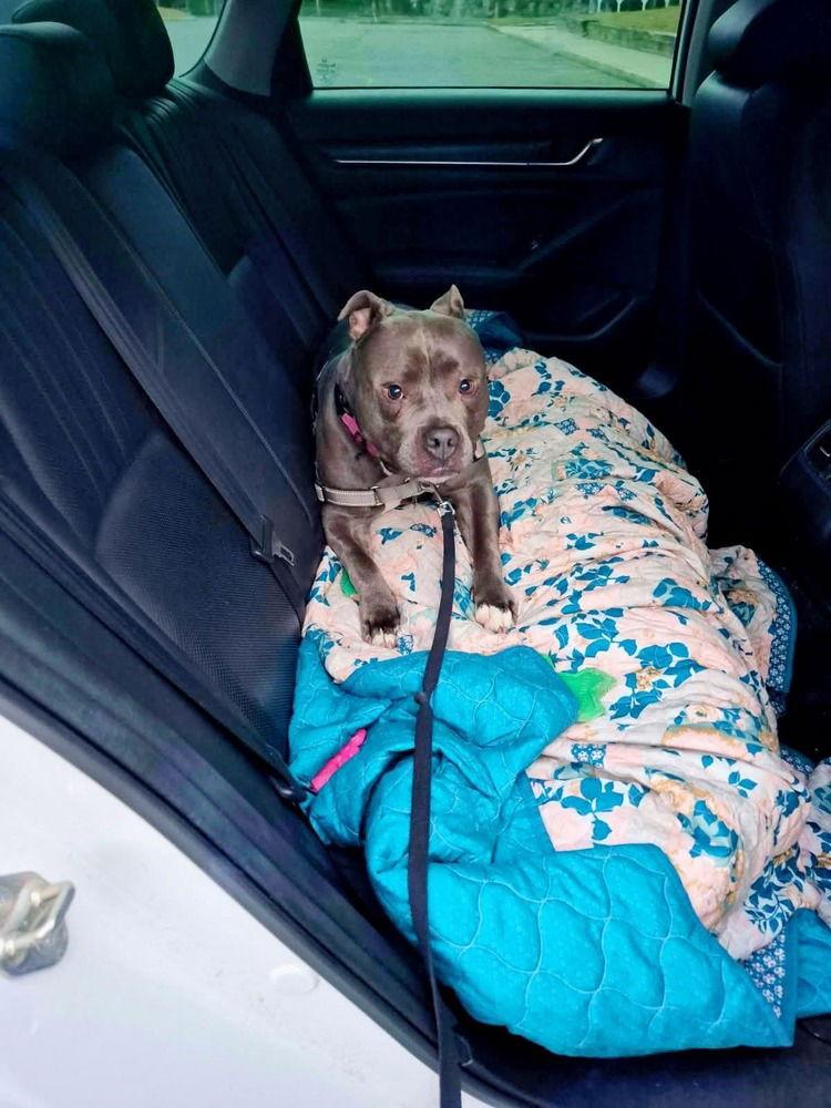 Harley, a Adoptable Pit Bull Terrier in Caldwell, NJ image 3/3