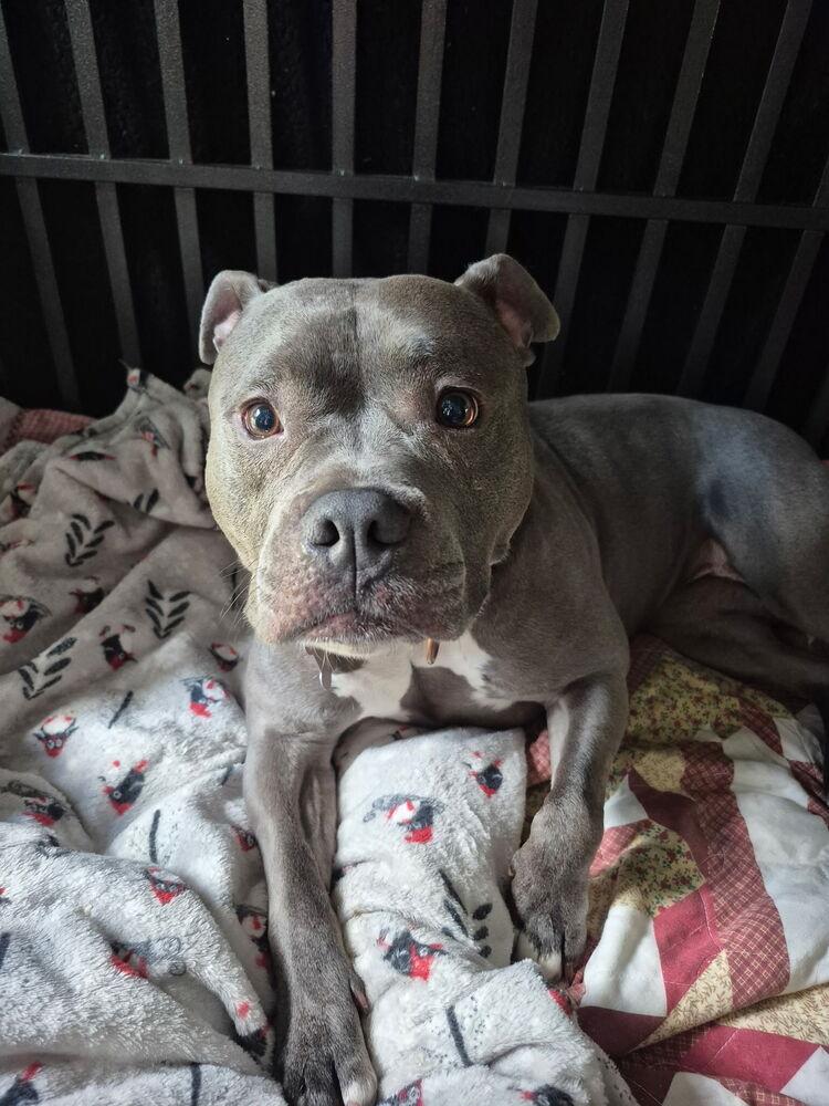 Enlarge Harley FOSTER OR ADOPT, a Adoptable Pit Bull Terrier in Caldwell, NJ image 3/3
