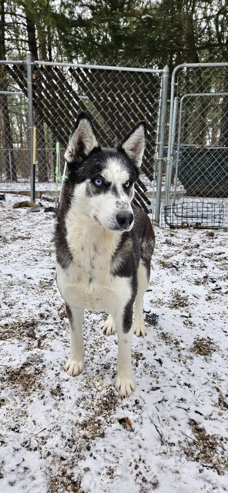 Enlarge Claudia**Adoption Sponsored**, a Adoptable Husky in Muskegon, MI image 2/3
