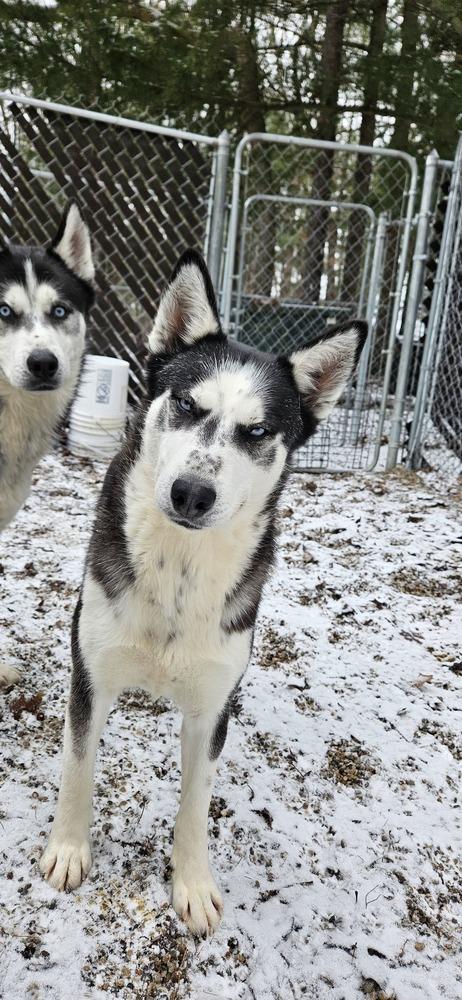 Enlarge Claudia**Adoption Sponsored**, a Adoptable Husky in Muskegon, MI image 3/3