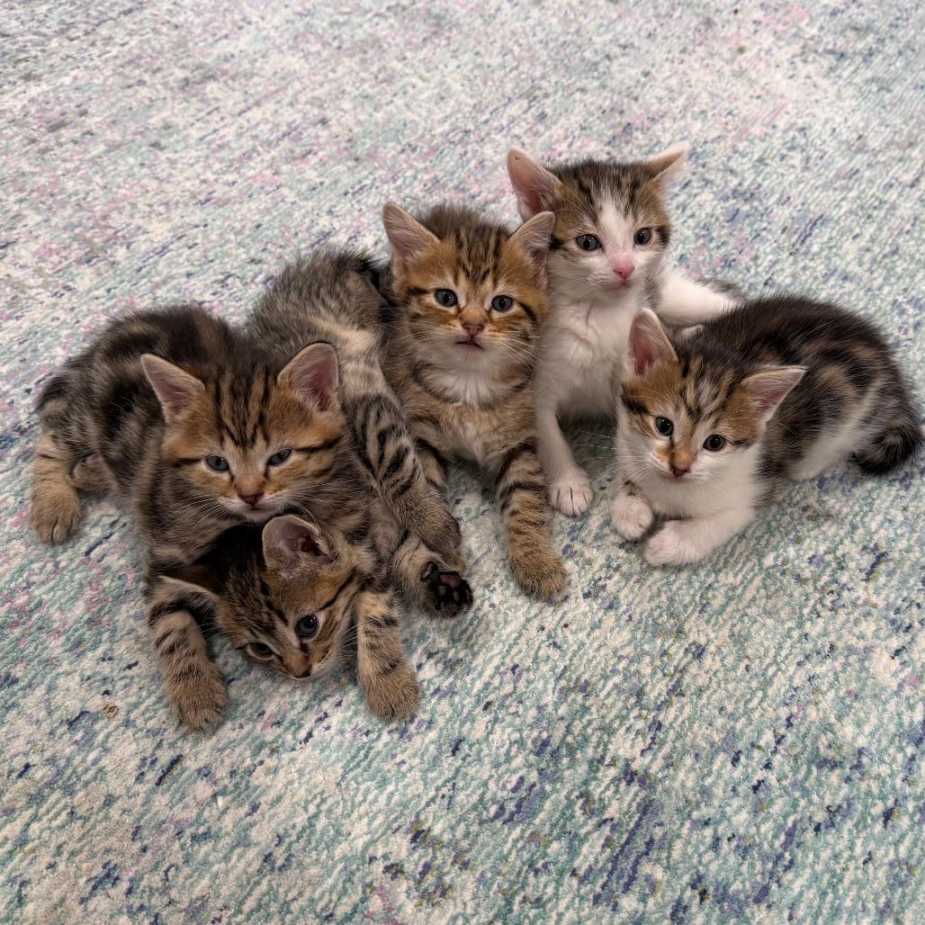 Enlarge DW NRAR (Bonded with Arthur DW), a Adoptable Domestic Short Hair in Merrifield, VA image 1/6