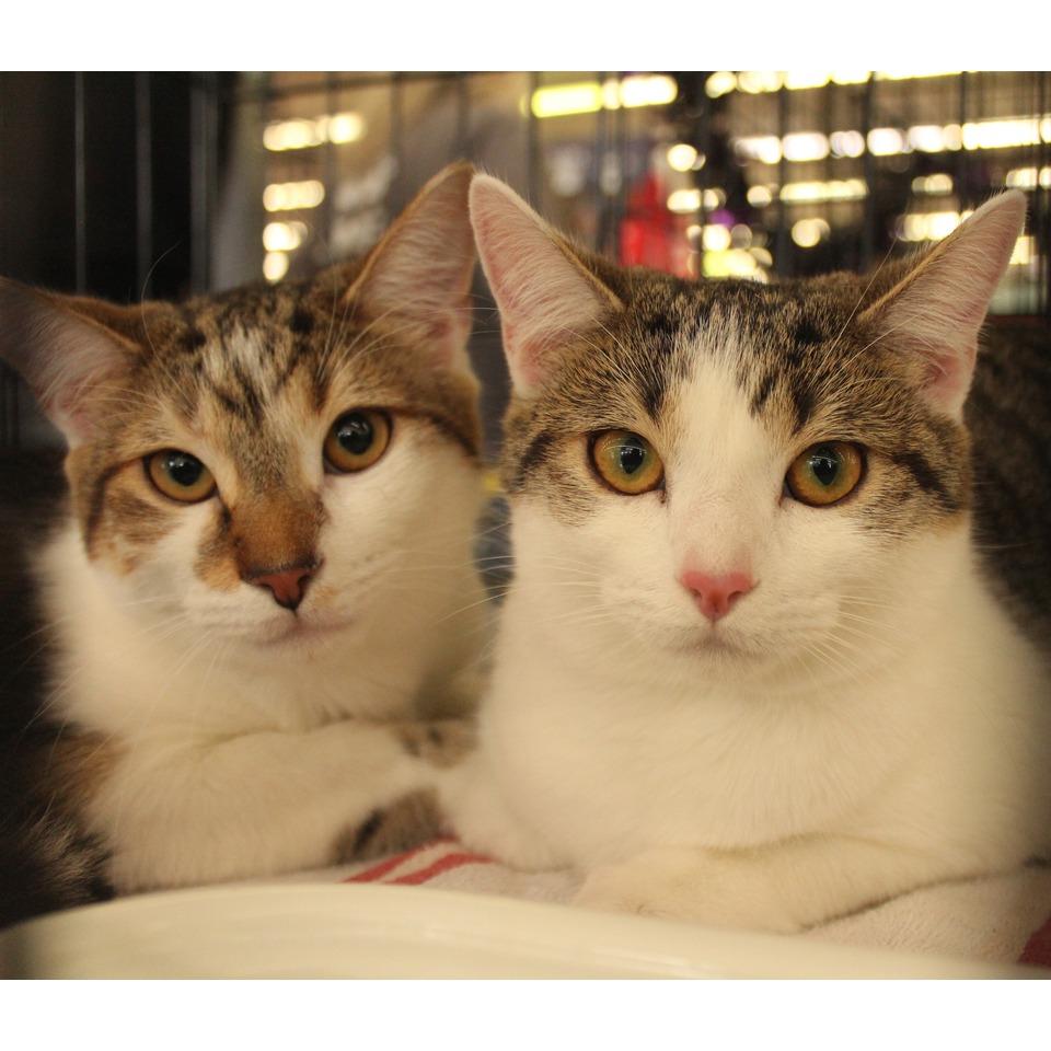 Enlarge DW NRAR (Bonded with Arthur DW), a Adoptable Domestic Short Hair in Merrifield, VA image 2/6