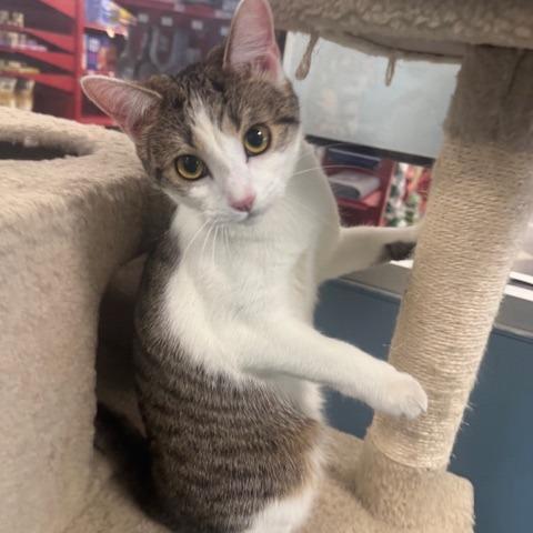 Enlarge DW NRAR (Bonded with Arthur DW), a Adoptable Domestic Short Hair in Merrifield, VA image 2/6