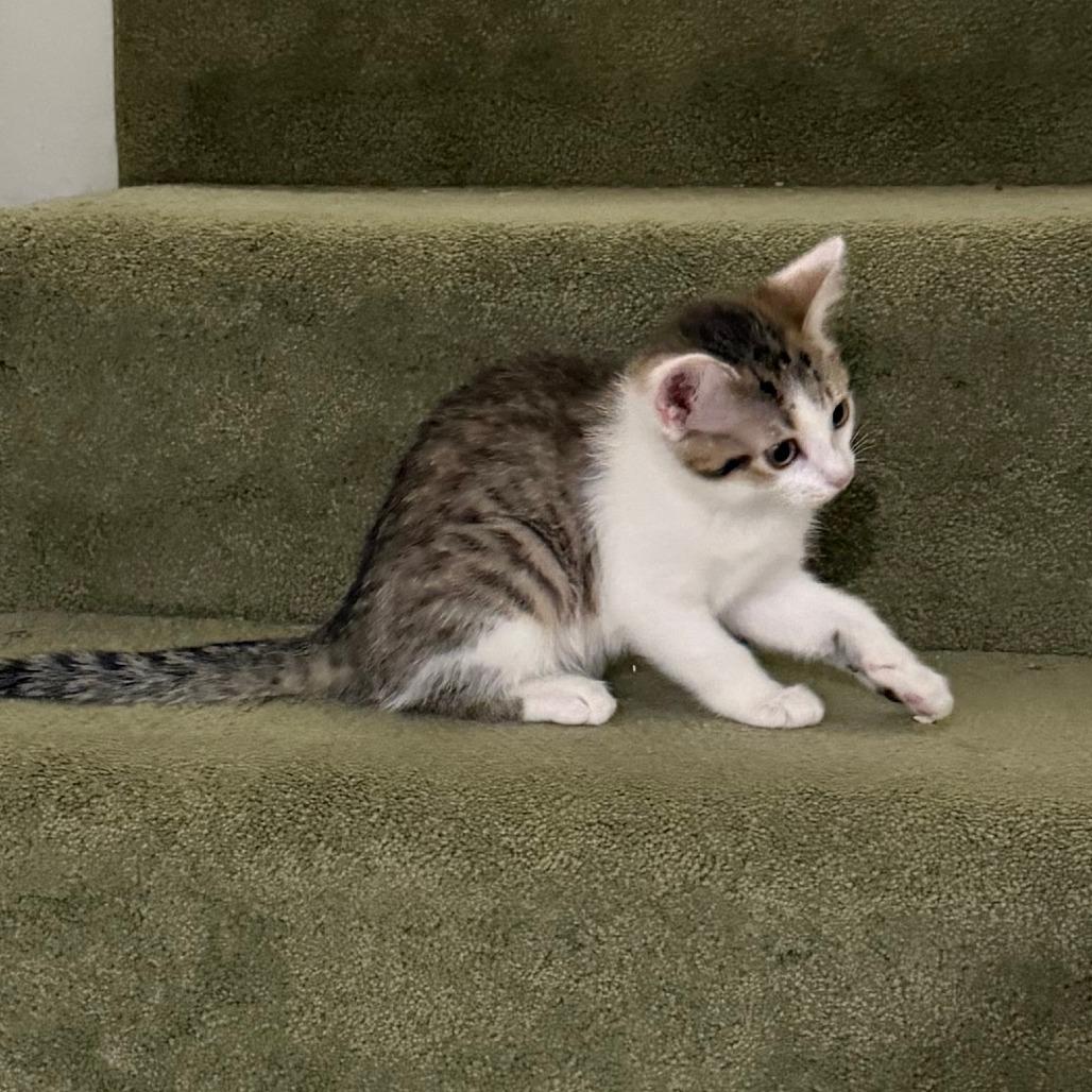 Enlarge DW NRAR (Bonded with Arthur DW), a Adoptable Domestic Short Hair in Merrifield, VA image 3/6