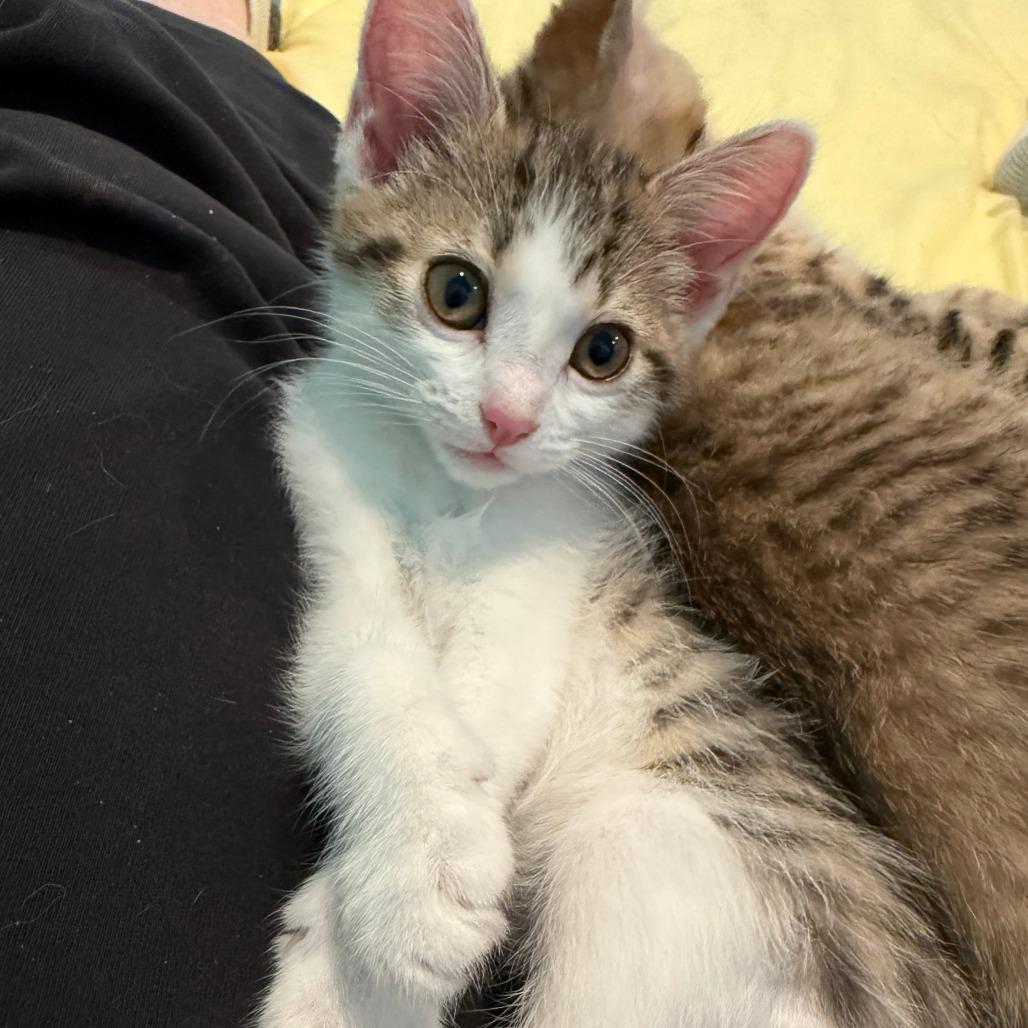 Enlarge DW NRAR (Bonded with Arthur DW), a Adoptable Domestic Short Hair in Merrifield, VA image 5/6