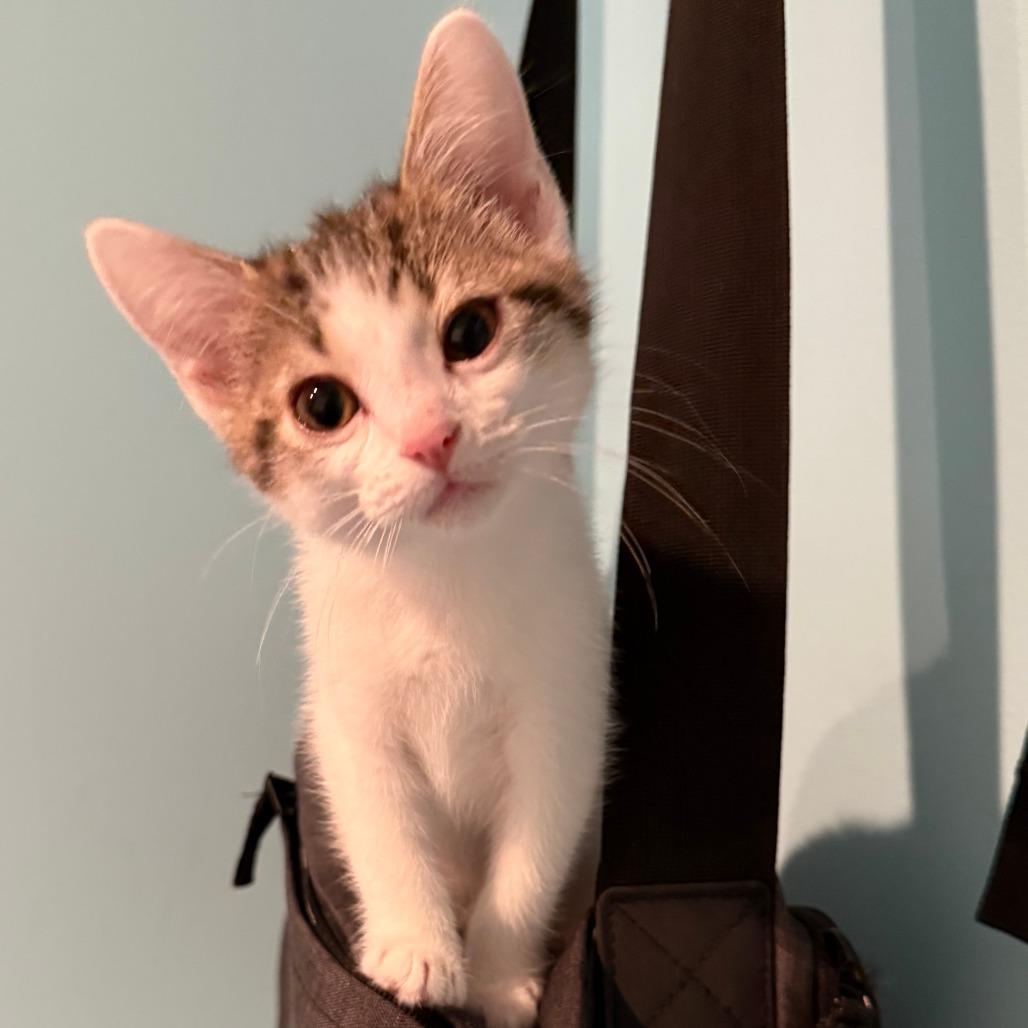 Enlarge DW NRAR (Bonded with Arthur DW), a Adoptable Domestic Short Hair in Merrifield, VA image 6/6