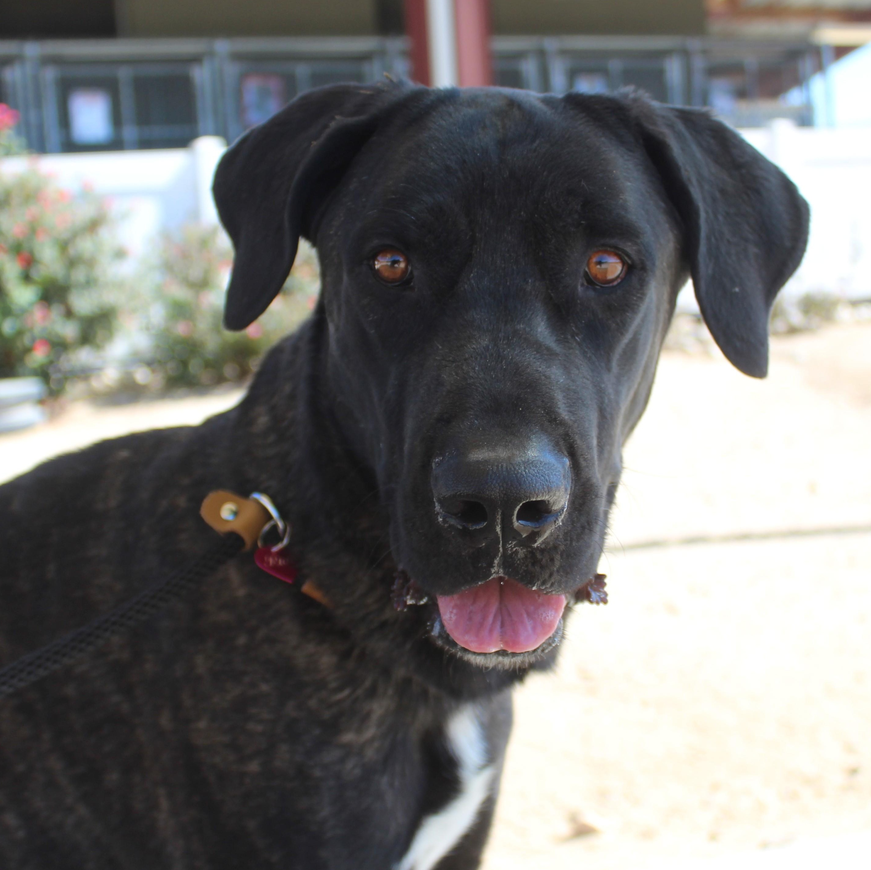 Ralphy, Adoptable, Adult Male Mastiff.