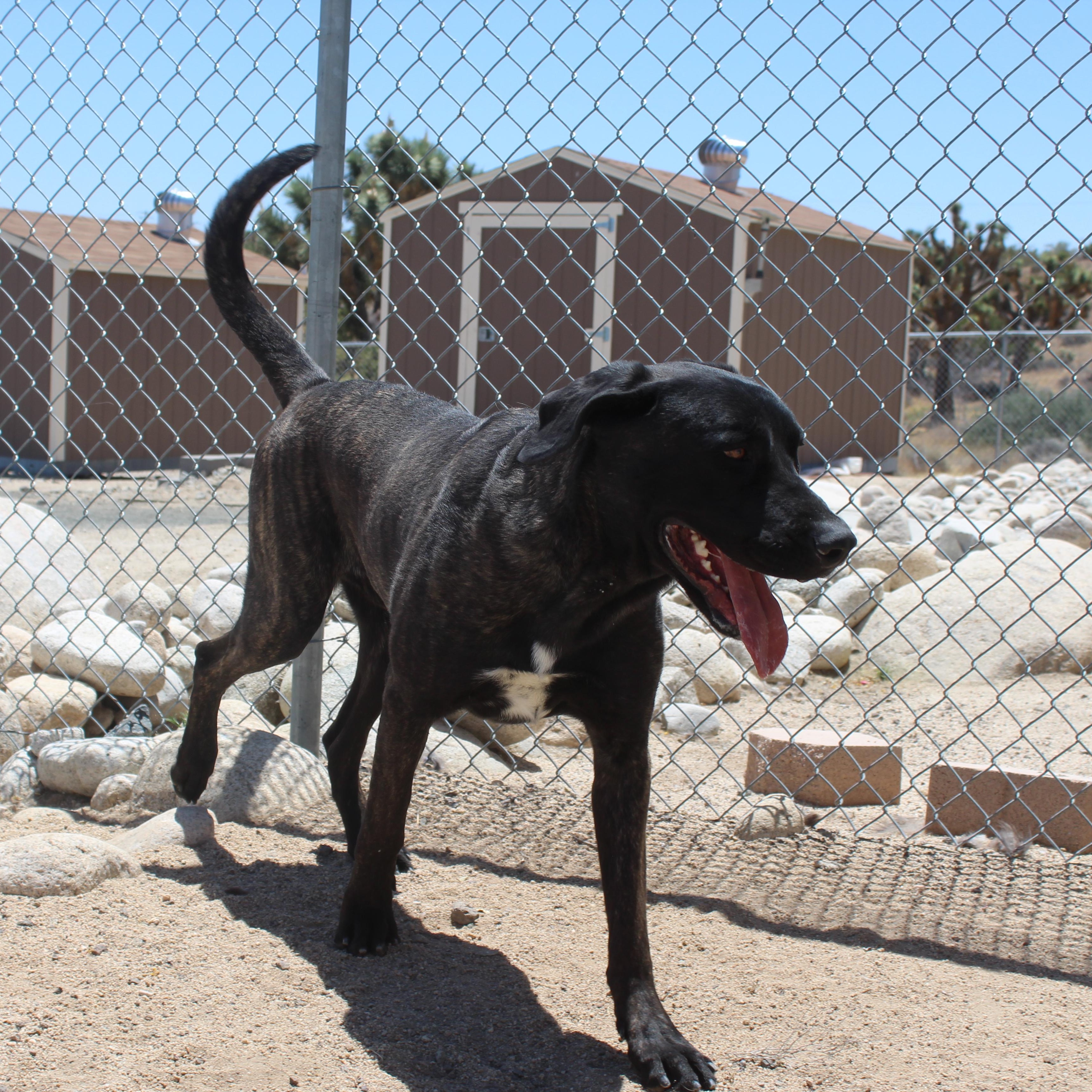 Enlarge Ralphy, a Adoptable mixed breed in Yucca Valley, CA image 2/5