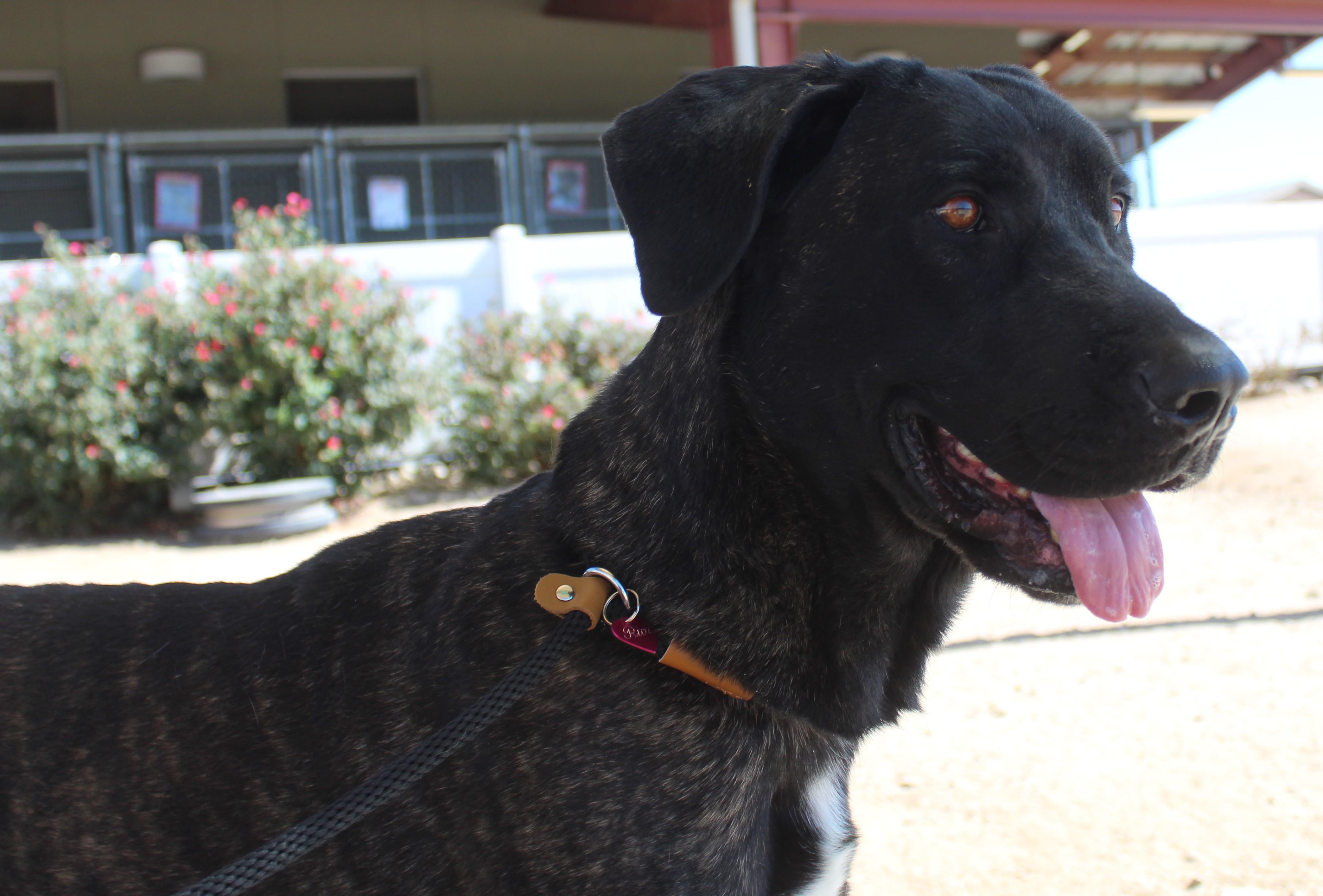 Enlarge Ralphy, a Adoptable mixed breed in Yucca Valley, CA image 5/5