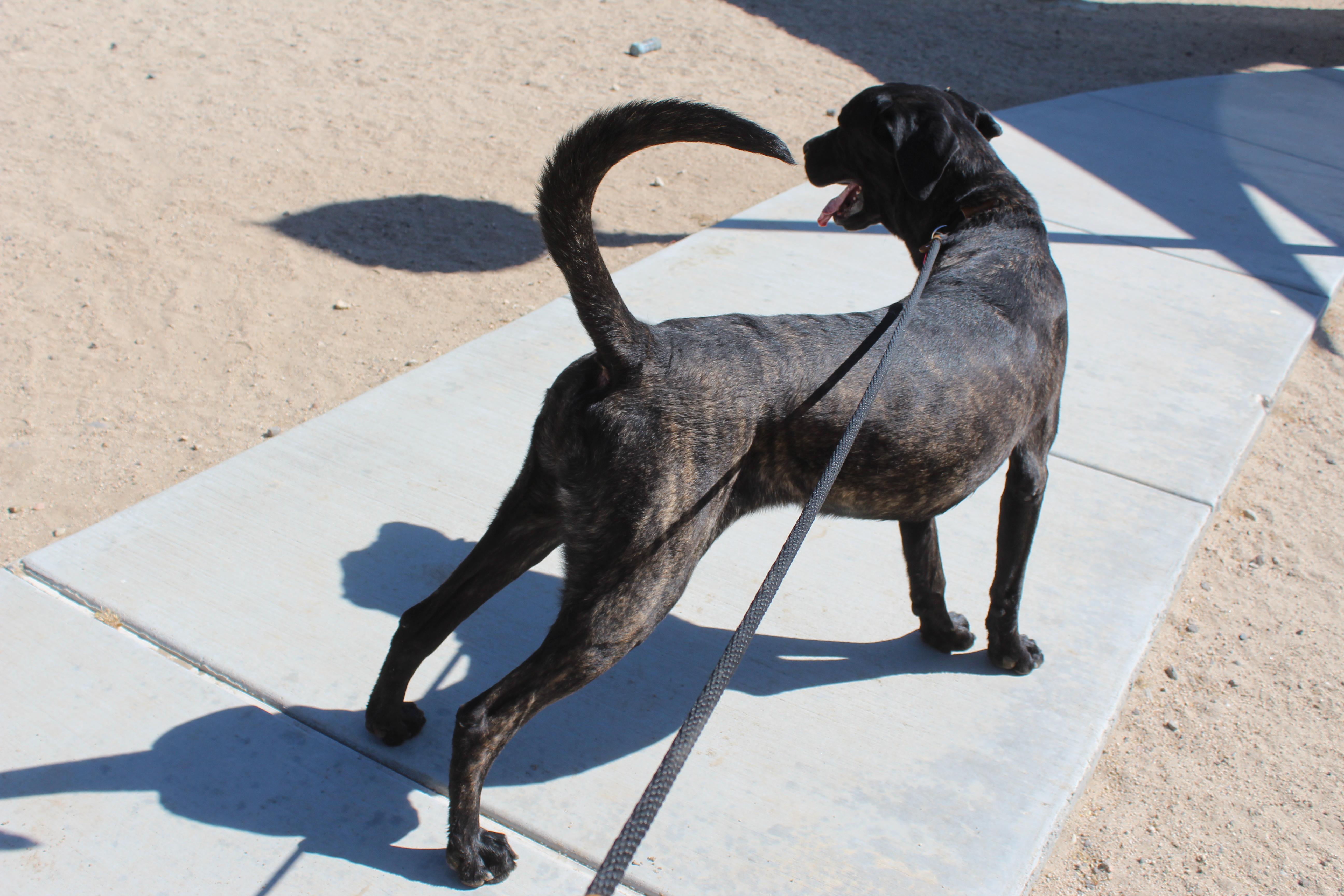 Enlarge Ralphy, a Adoptable mixed breed in Yucca Valley, CA image 3/5
