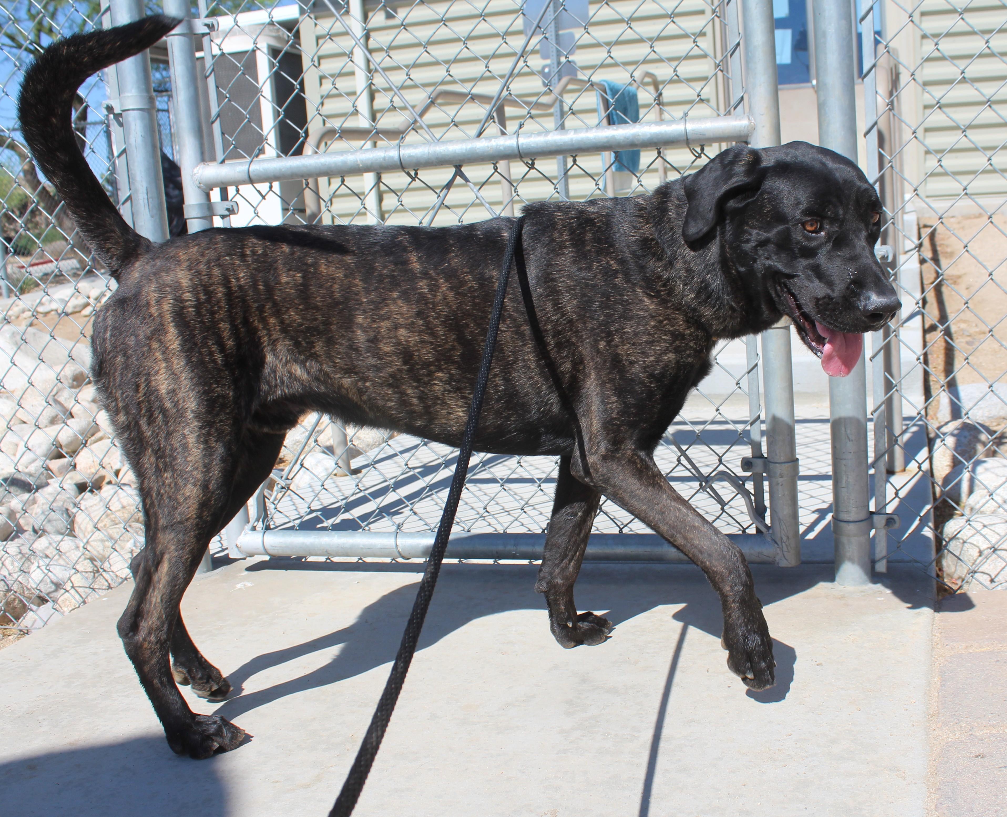 Enlarge Ralphy, a Adoptable mixed breed in Yucca Valley, CA image 4/5